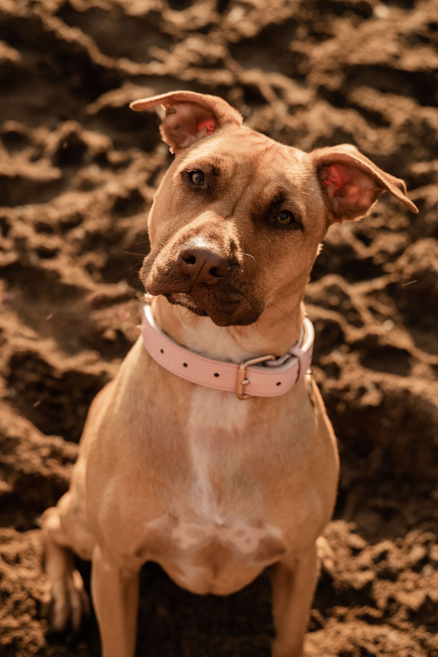 A tan pit bull type dog wearing a pink collar poses against a brown background.