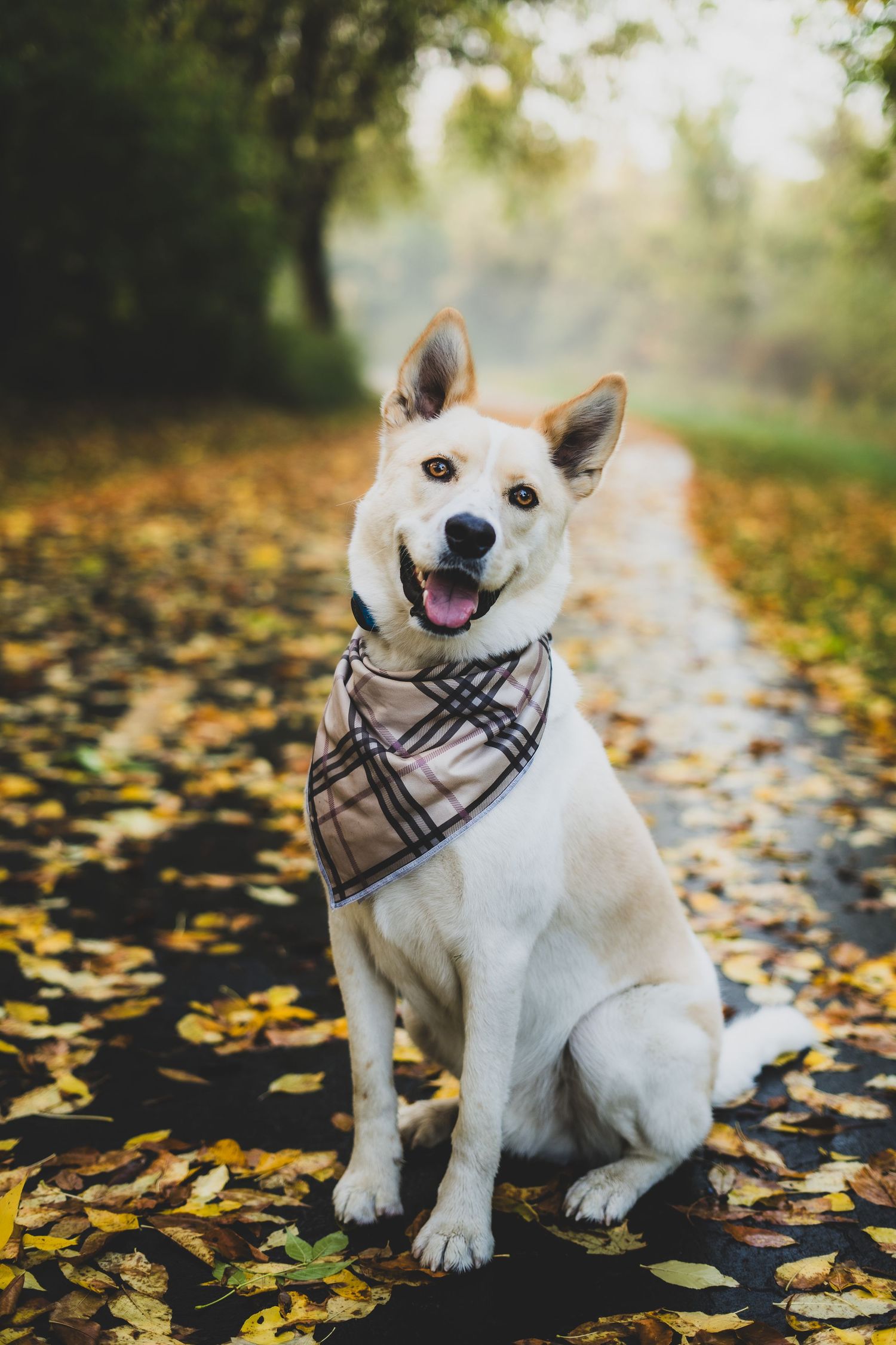 Happy white dog wearing plaid bandana sitting on path covered in autumn leaves.