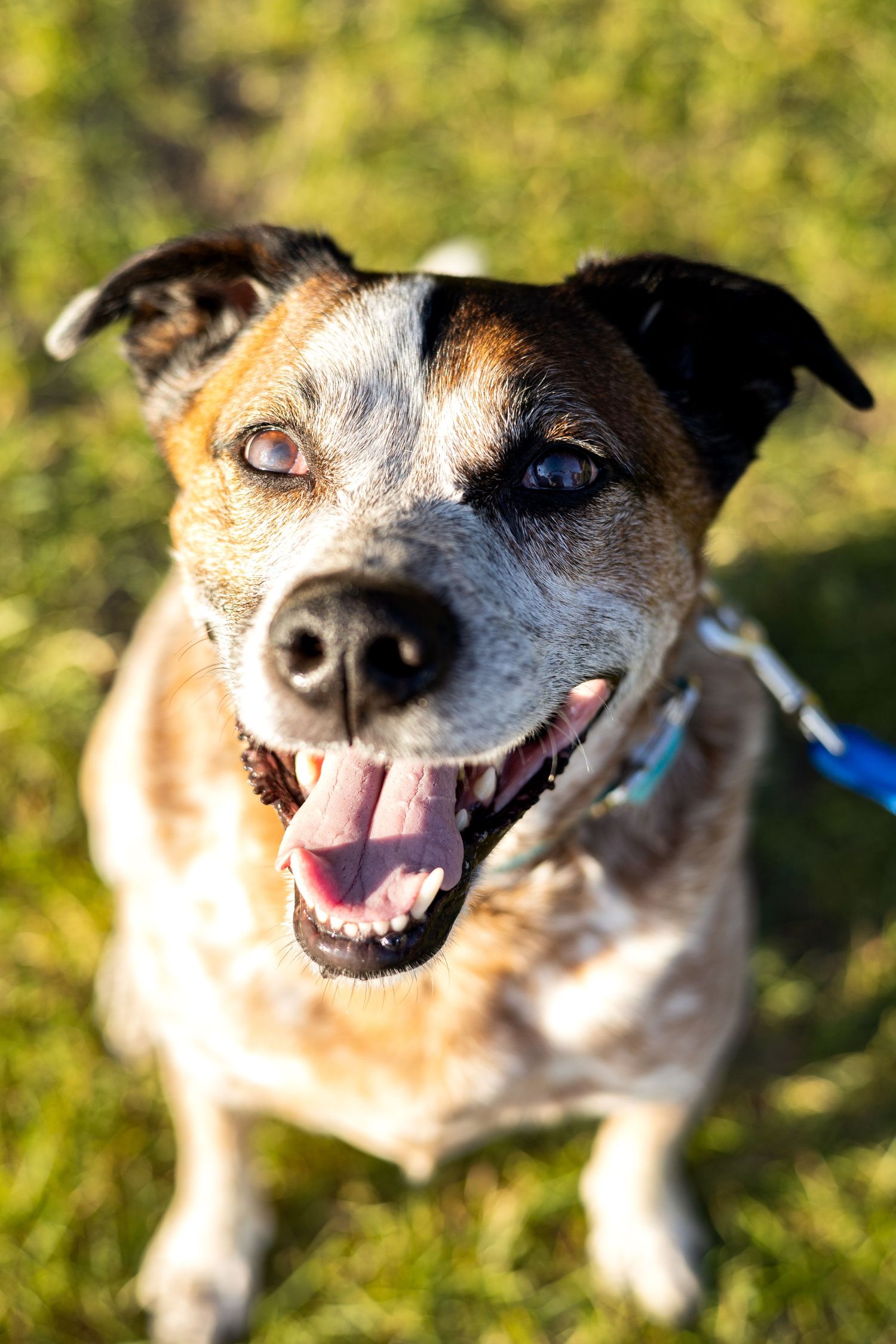 Cheerful brown and white dog with one blue eye looks up at camera on grass.