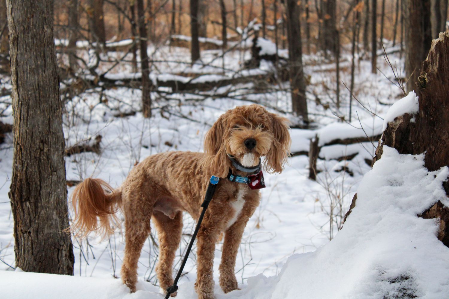 A goldendoodle dog wearing a blue collar walks through a snowy winter forest.