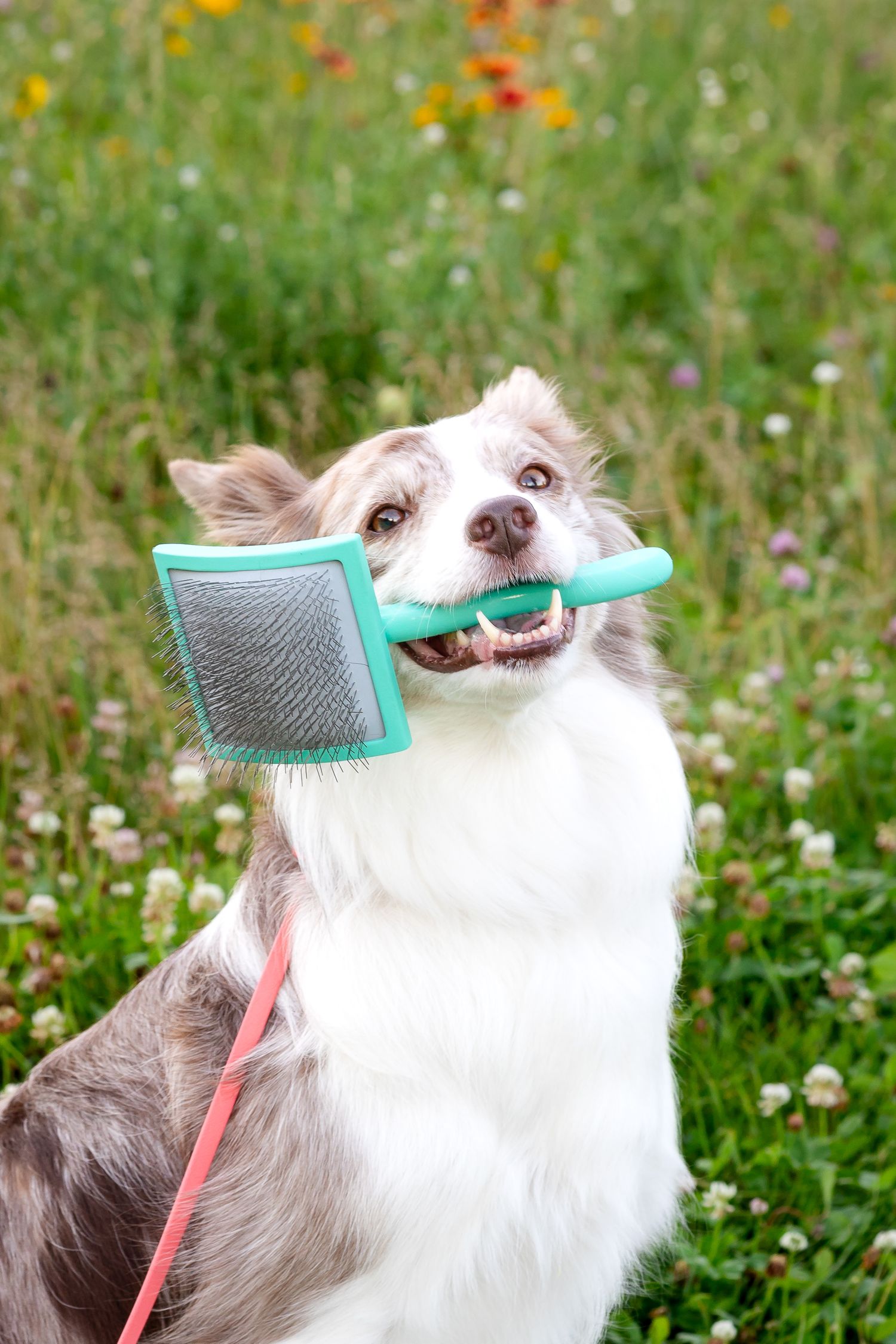 White dog in a flowery meadow playfully biting a blue grooming brush in three sequential photos.