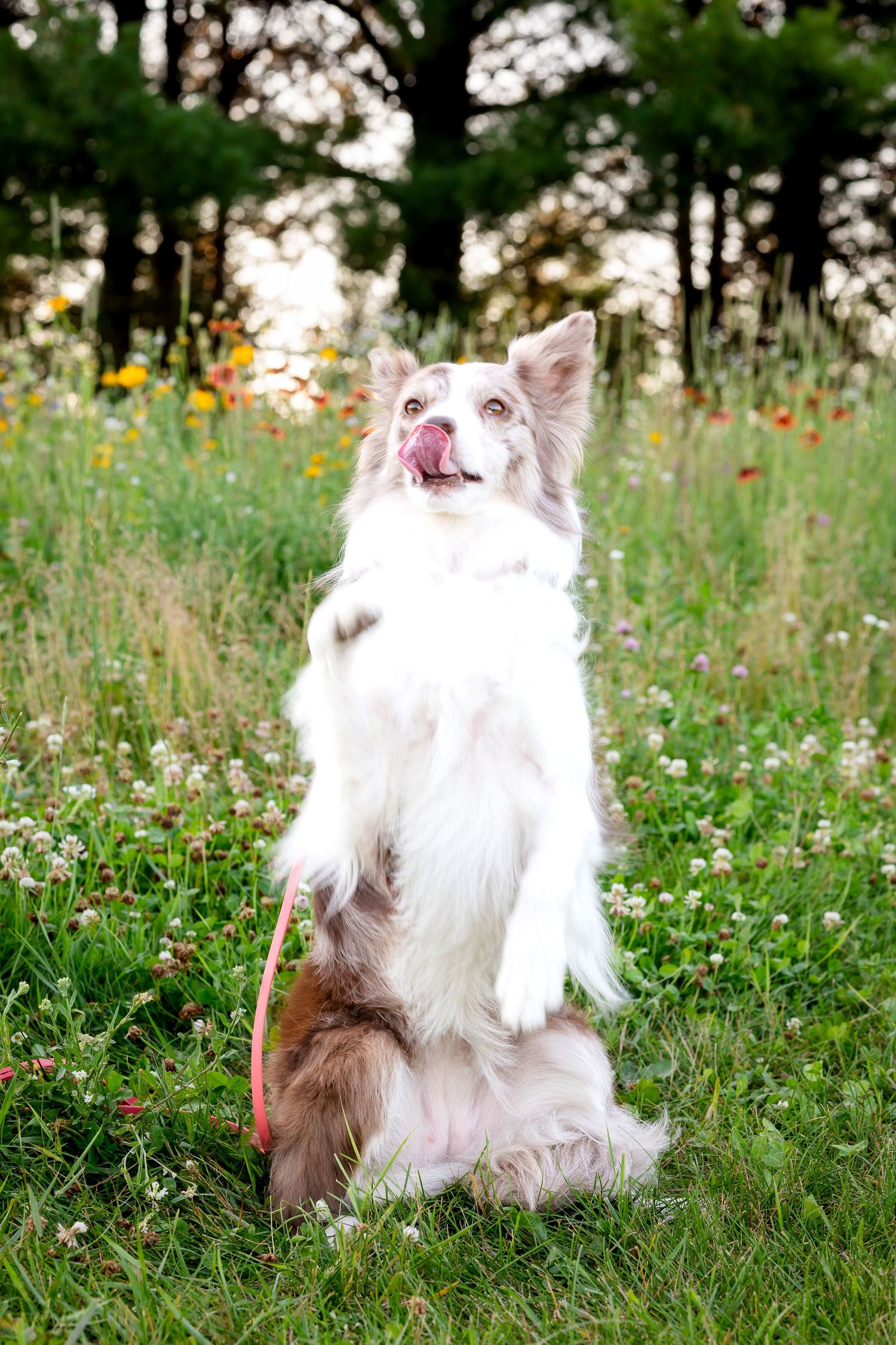 Fluffy white dog sitting in a wildflower meadow with pink and yellow blooms on a sunny day.