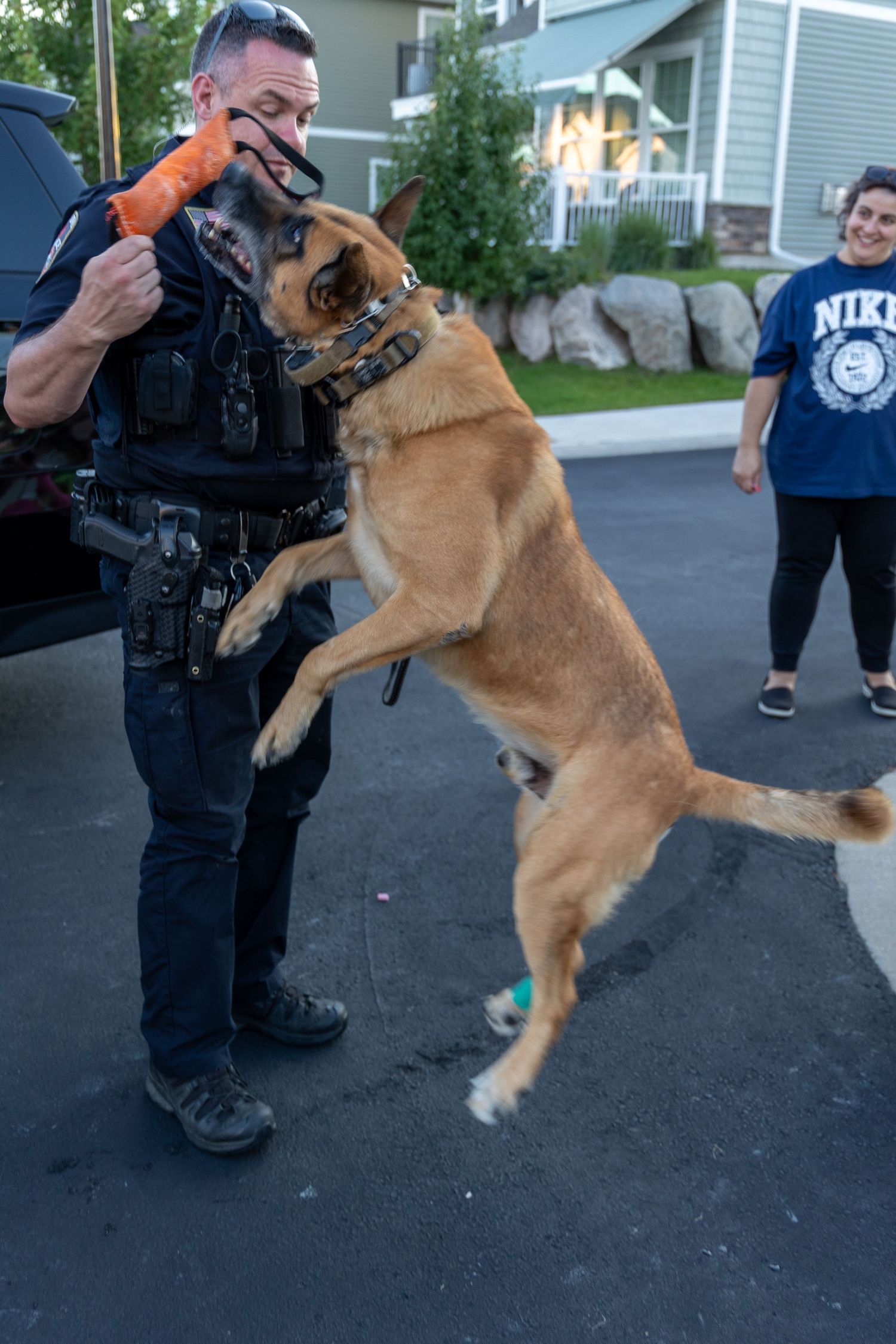Belgian Malinois police dog jumps up during training exercise with handler.