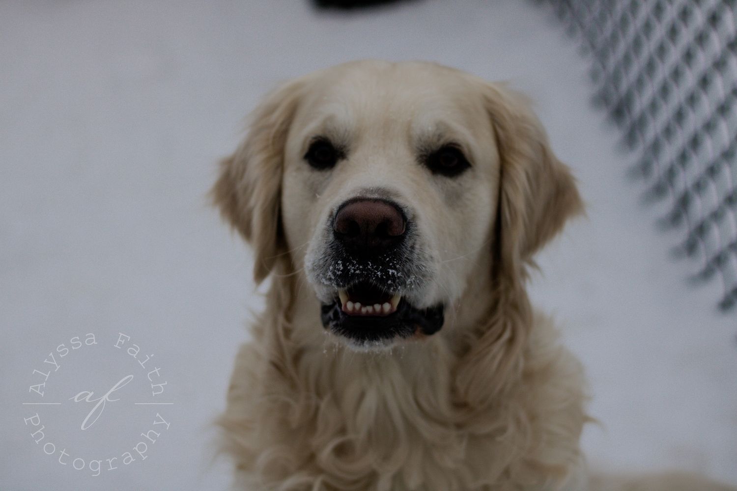 Portrait of a smiling Golden Retriever dog with cream-colored fur against a light background.