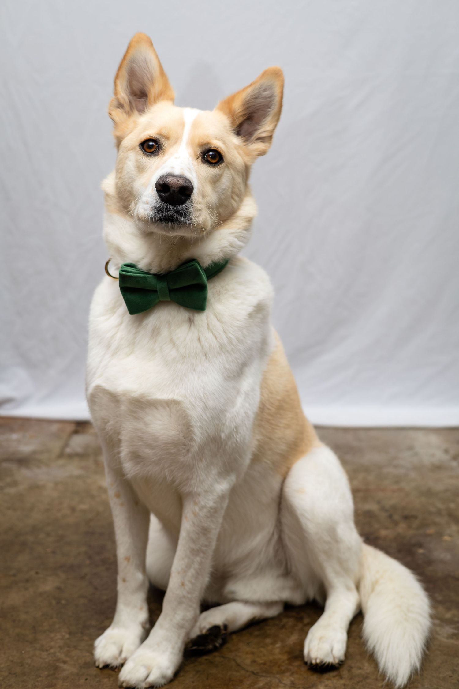 Cream-colored dog wearing a green bow tie sits elegantly against a gray backdrop in a formal portrait setting.