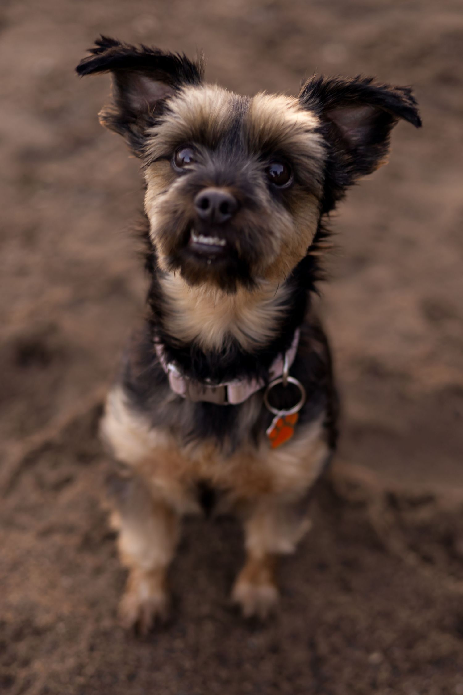 Close up portrait of a scruffy terrier with pointed ears on brown dirt background.