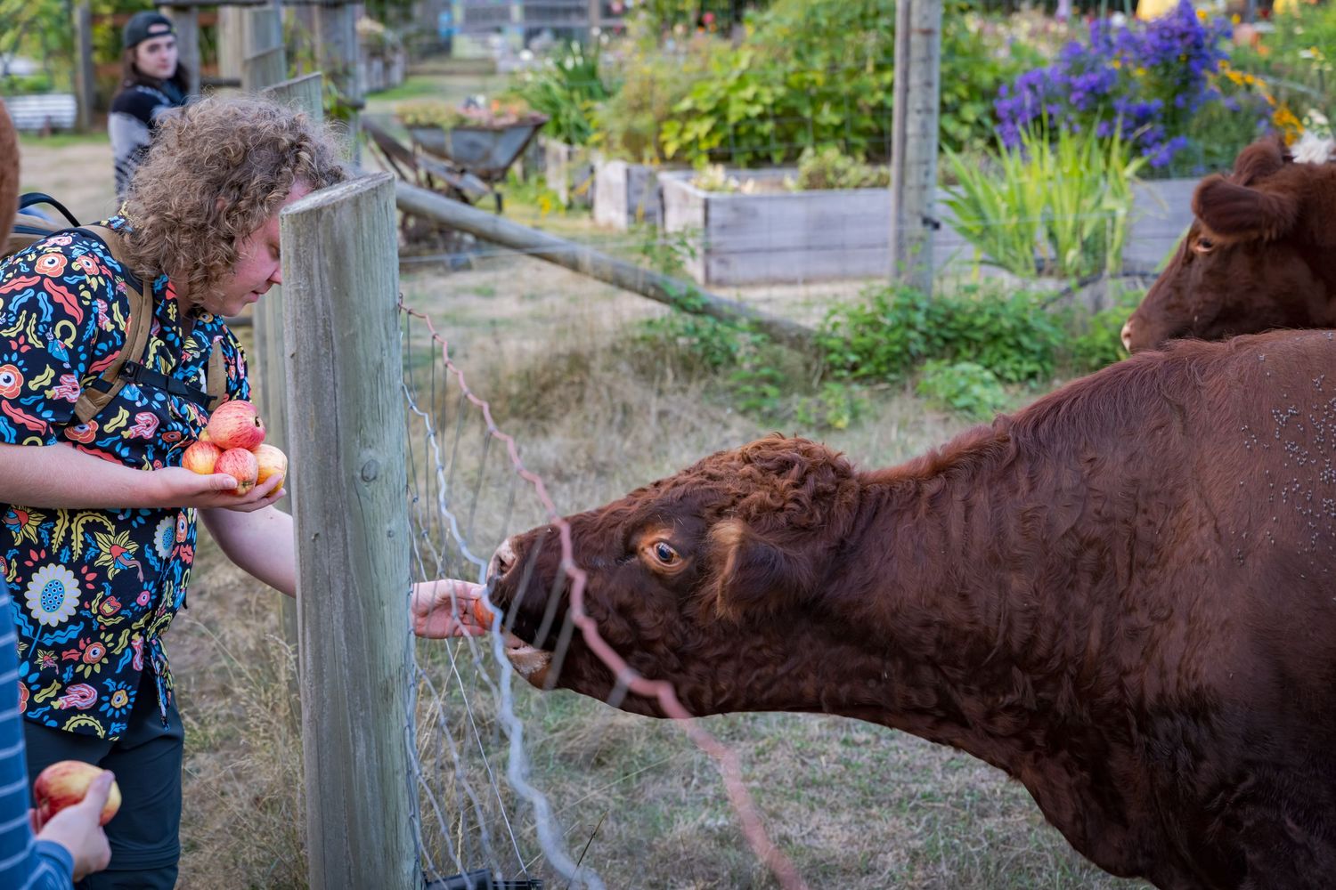 Costumed characters reach through a wooden fence to pet brown cows grazing in a field.