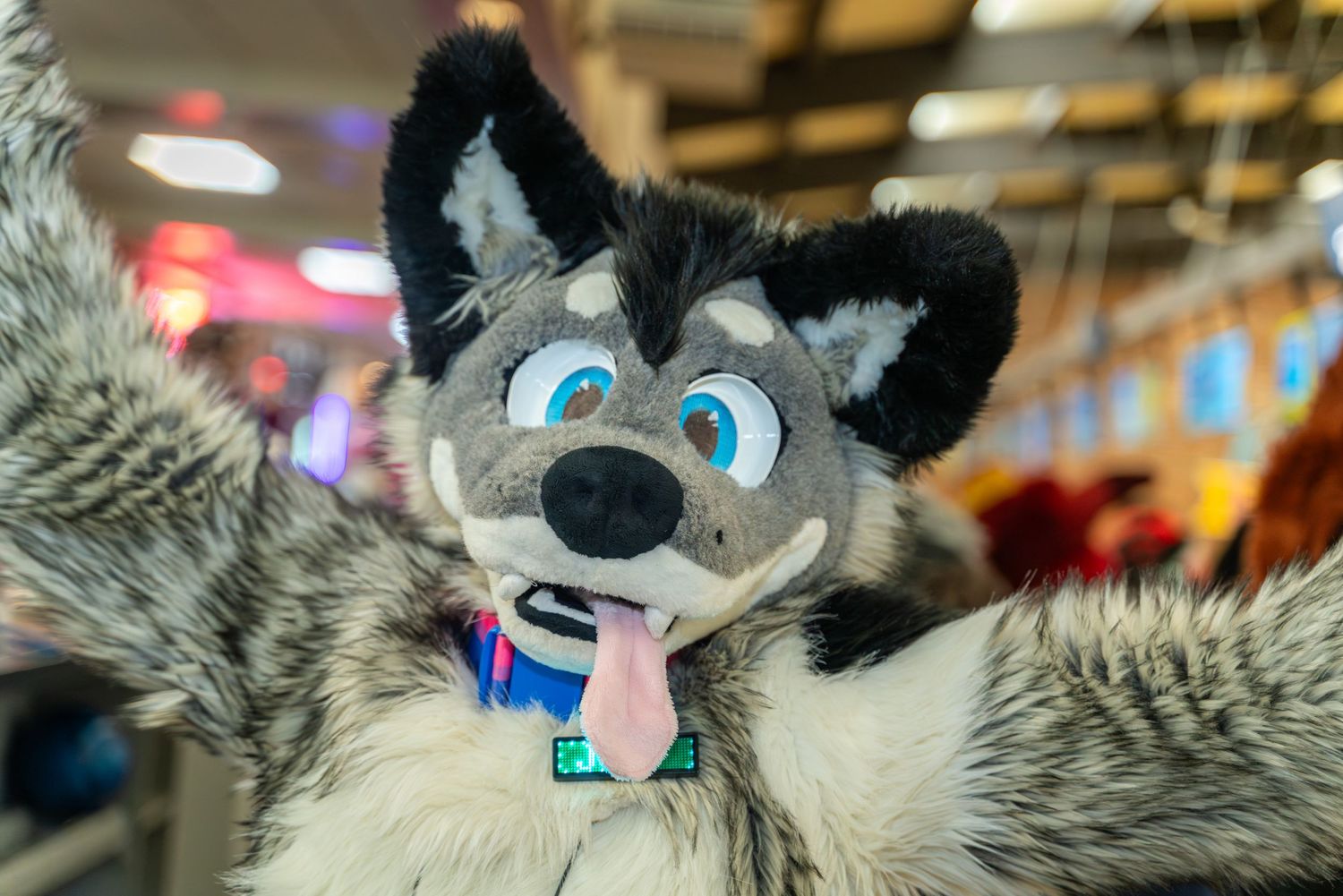 Close-up of a grey wolf fursuit with blue eyes and black details.