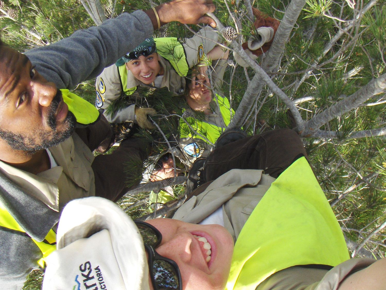 Rescue workers in safety gear performing technical operations in tree canopy.