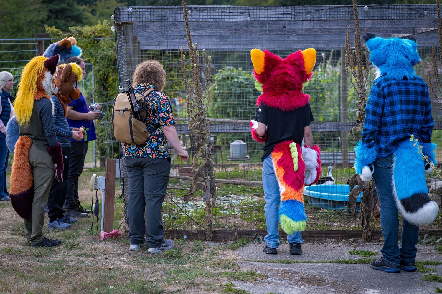 Group of fursuiters walking together along a garden path with string lights overhead.