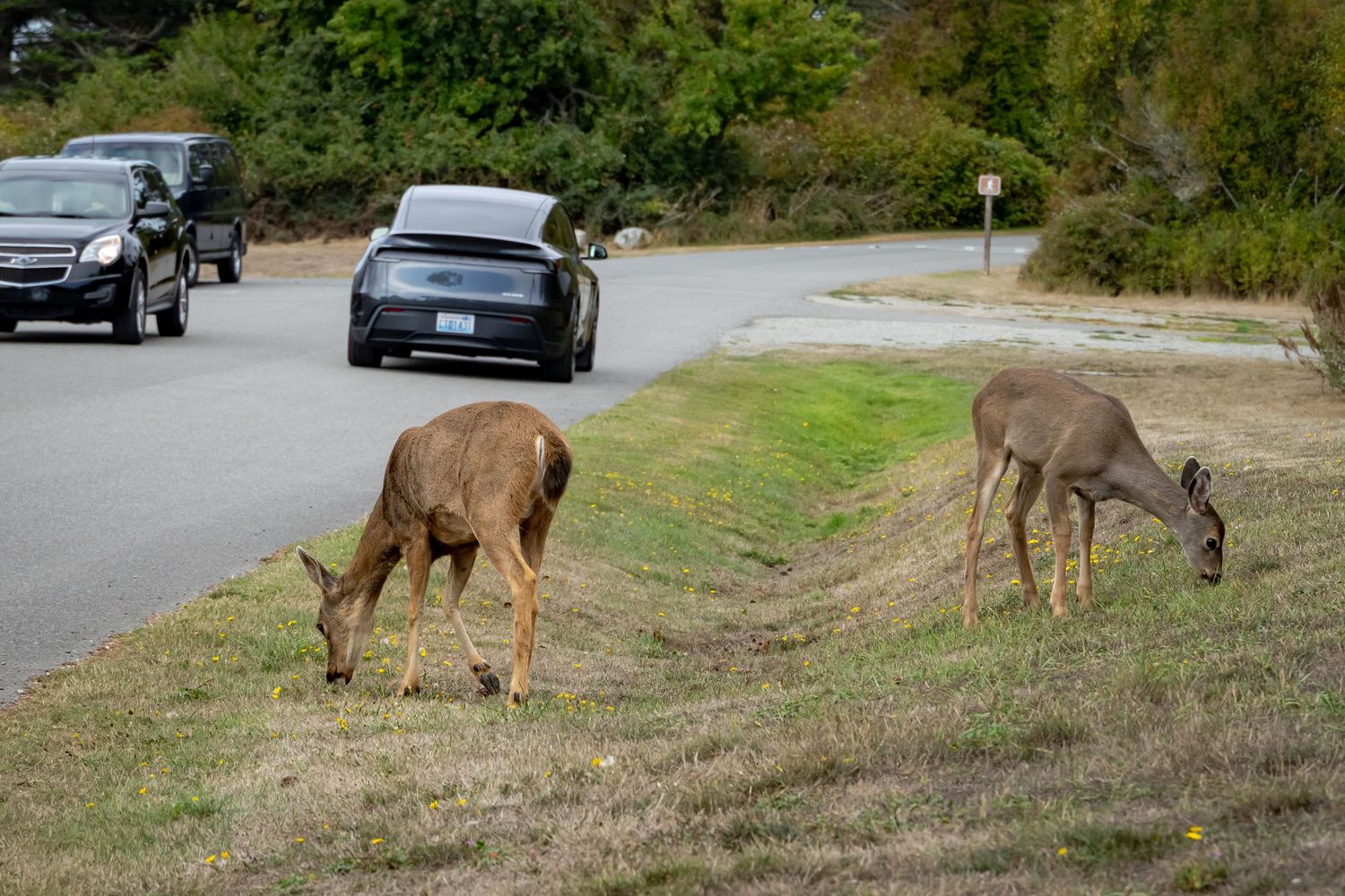 Group of deer grazing on grass beside parked cars in a natural area.