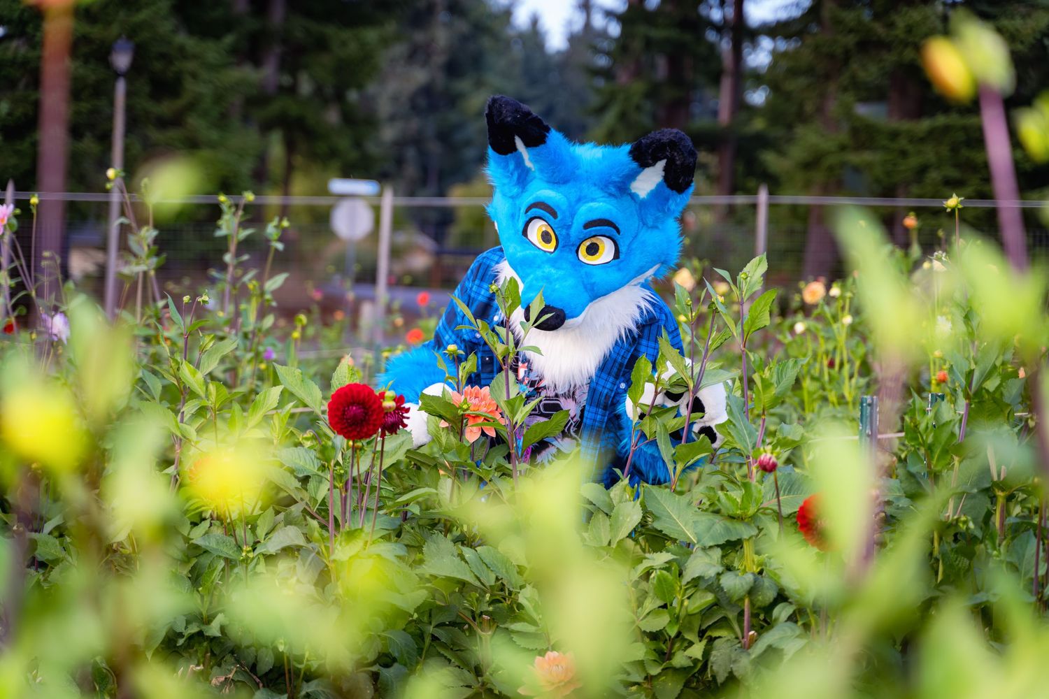 Blue fursuit character visible through yellow and pink flowers in a garden.