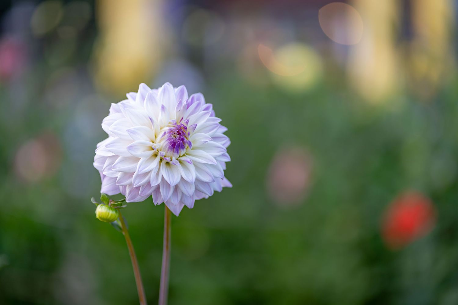 Pale pink dahlia flower blooms in soft focus with garden background.