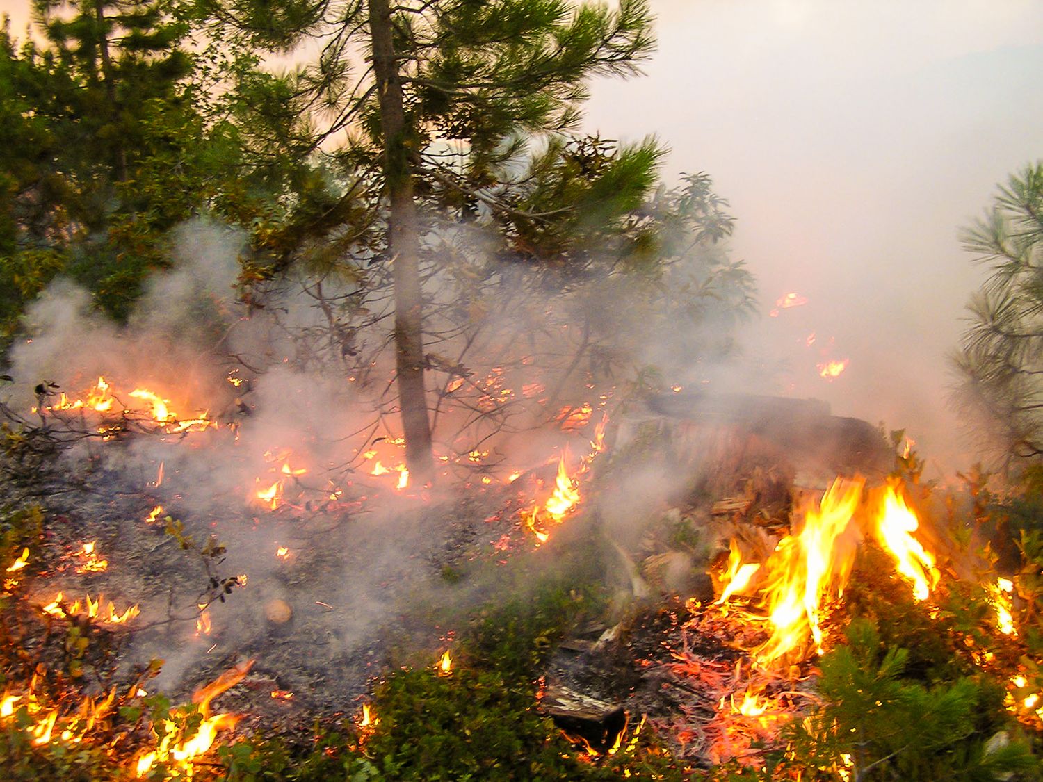 Intense forest fire burning through pine trees with flames and thick smoke.