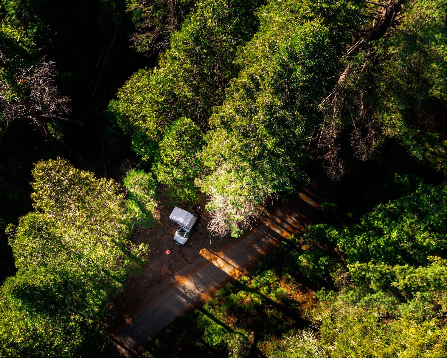 Lush green forest canopy viewed from above with sunlight filtering through dense foliage.