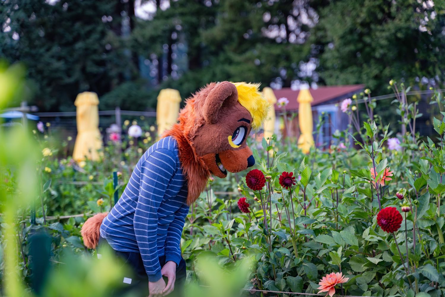 Brown fursuit character explores a garden filled with red dahlias and greenery.