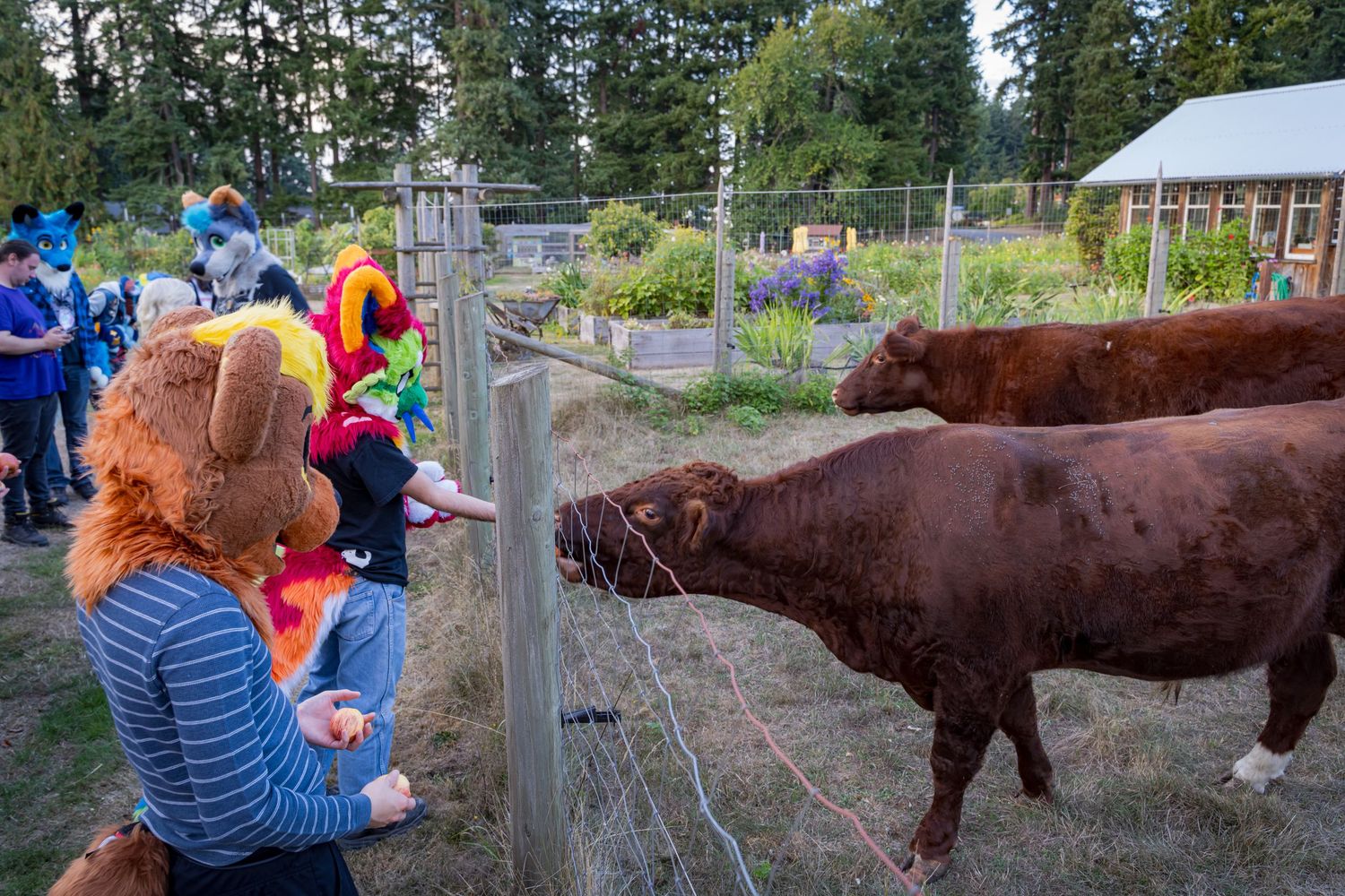 People in colorful costumes greet brown cows through a fence at a farm.