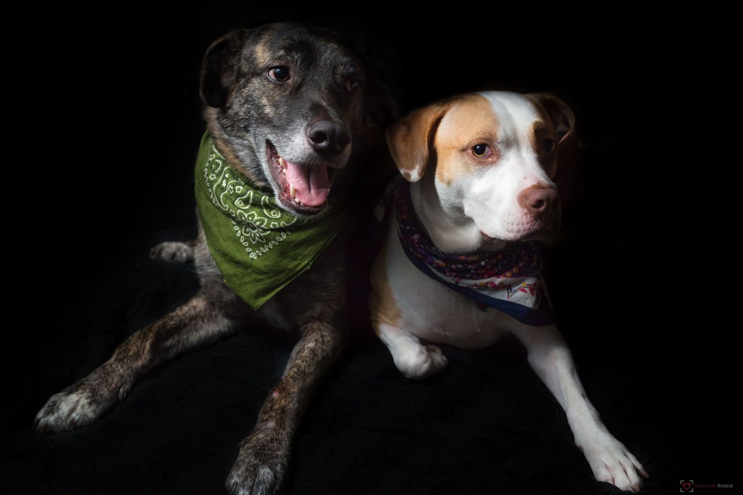 Two dogs pose together against a black background, one wearing a green bandana.