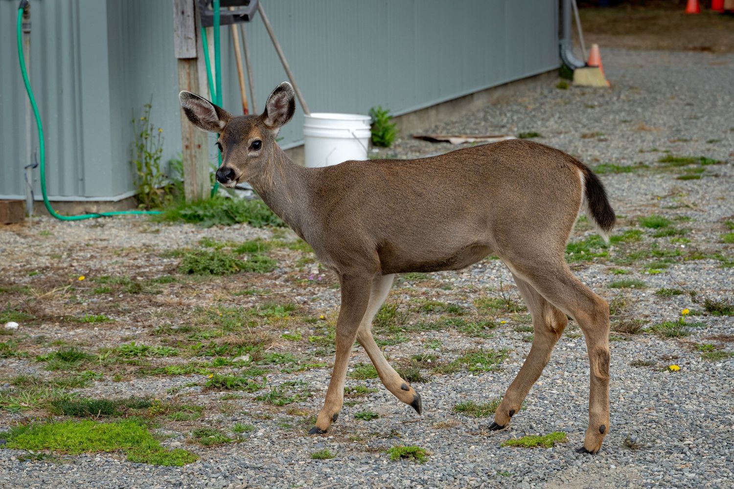 Several deer foraging near a ferry terminal building on a gravelly patch of ground.