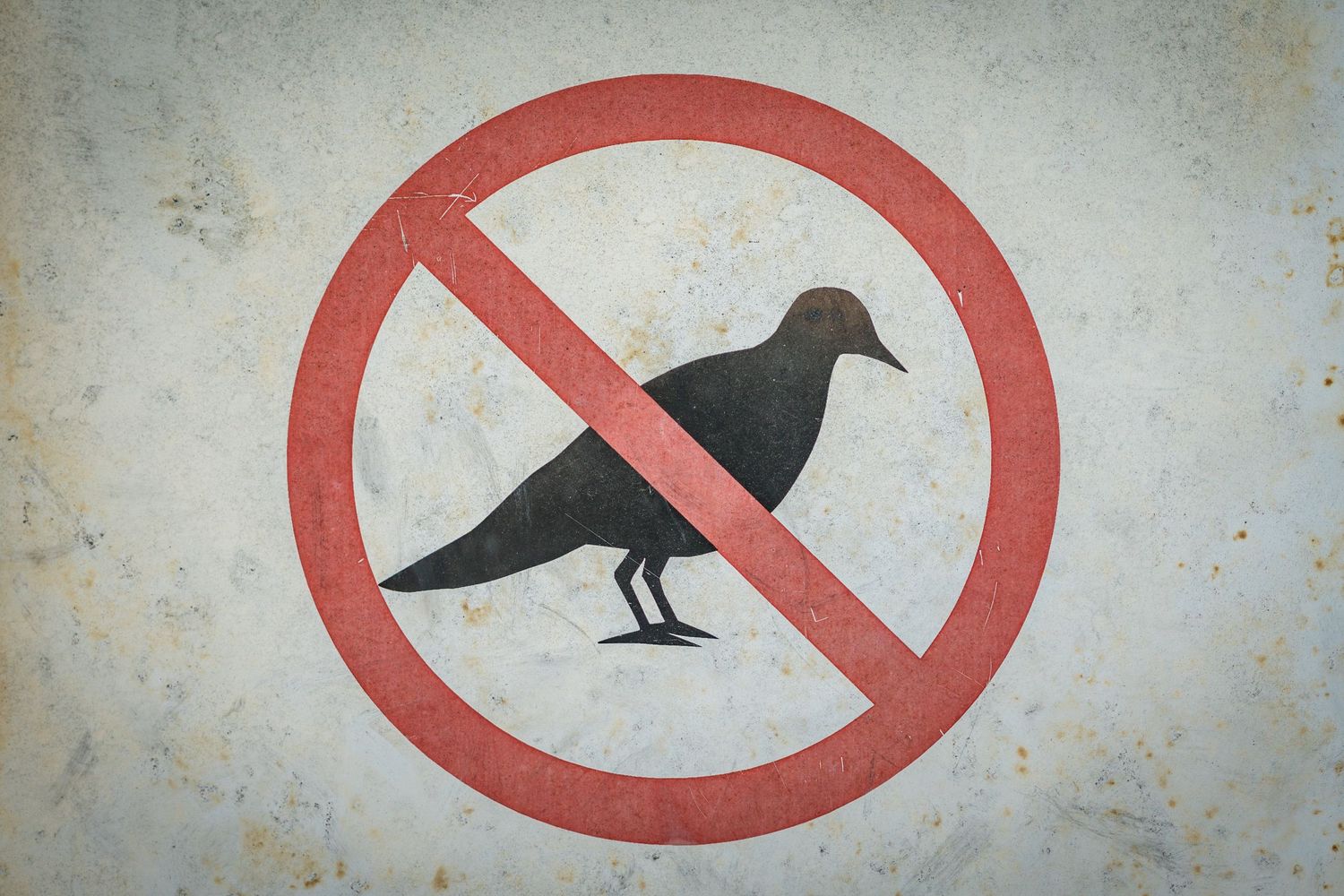 Warning signs showing prohibited bird silhouettes in sequence.