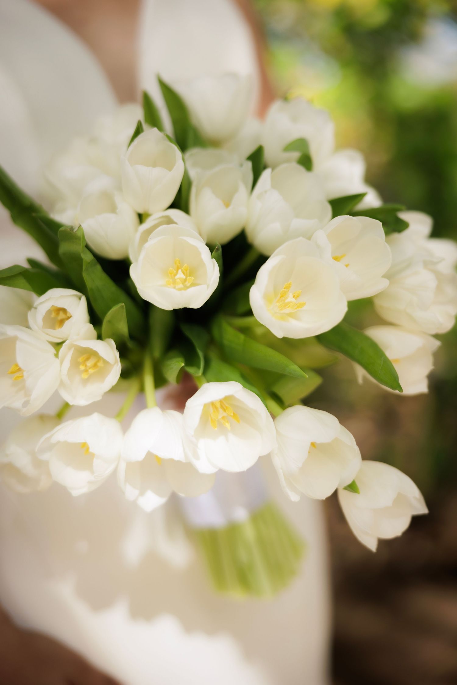 Delicate white bellflowers bloom in soft focus with yellow centers against a blurred natural background.
