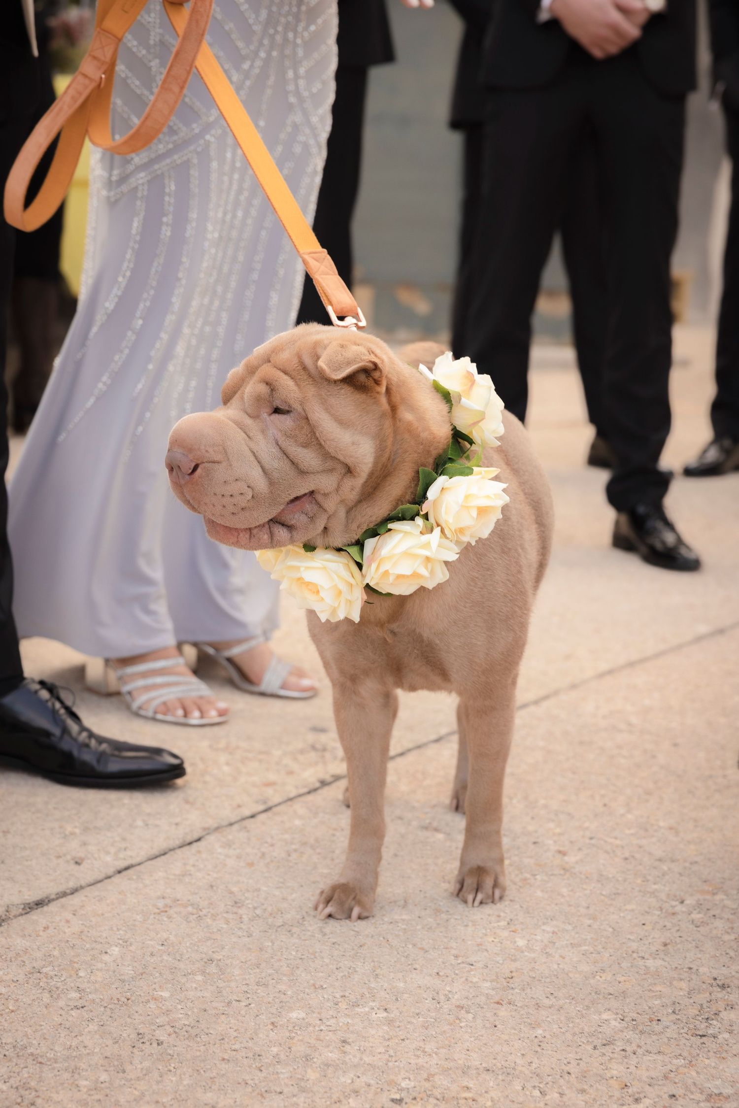 Small brown shar pei dog wearing a beige harness walks on concrete near formal party attendees.