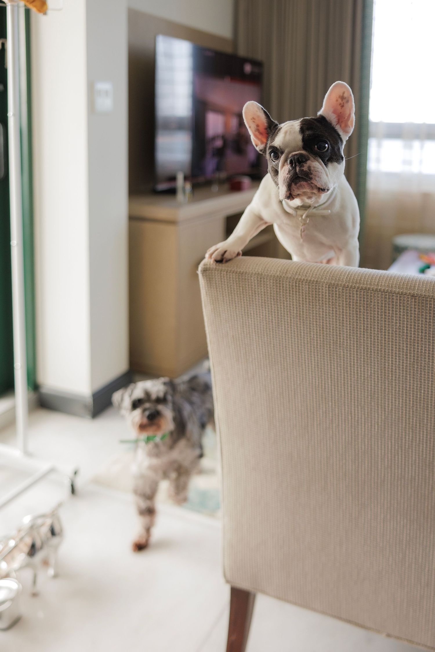 French bulldog perches on beige chair while another dog walks in background of modern living room.