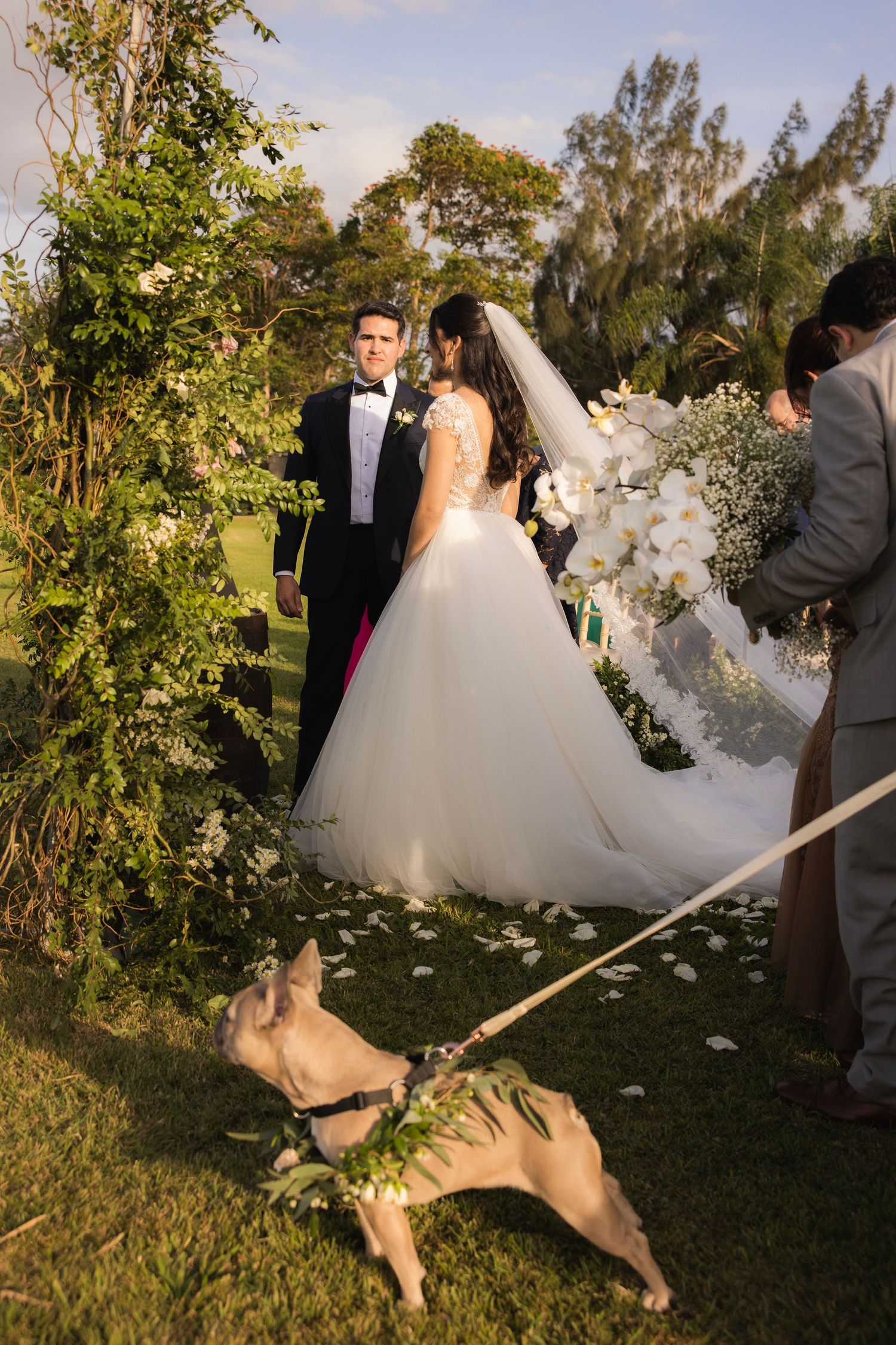 Large white wedding dress train being lifted to show dog playing underneath during outdoor photoshoot.