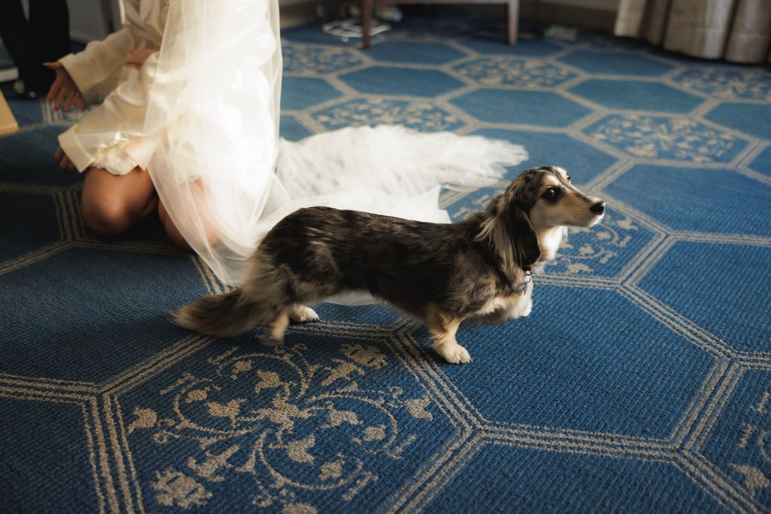 A long-haired dachshund stands on a blue and beige patterned area rug.
