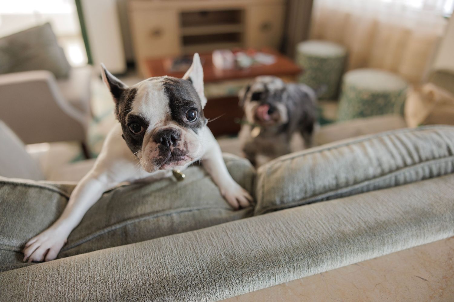 Two French Bulldogs lounging on a gray couch in a living room setting.