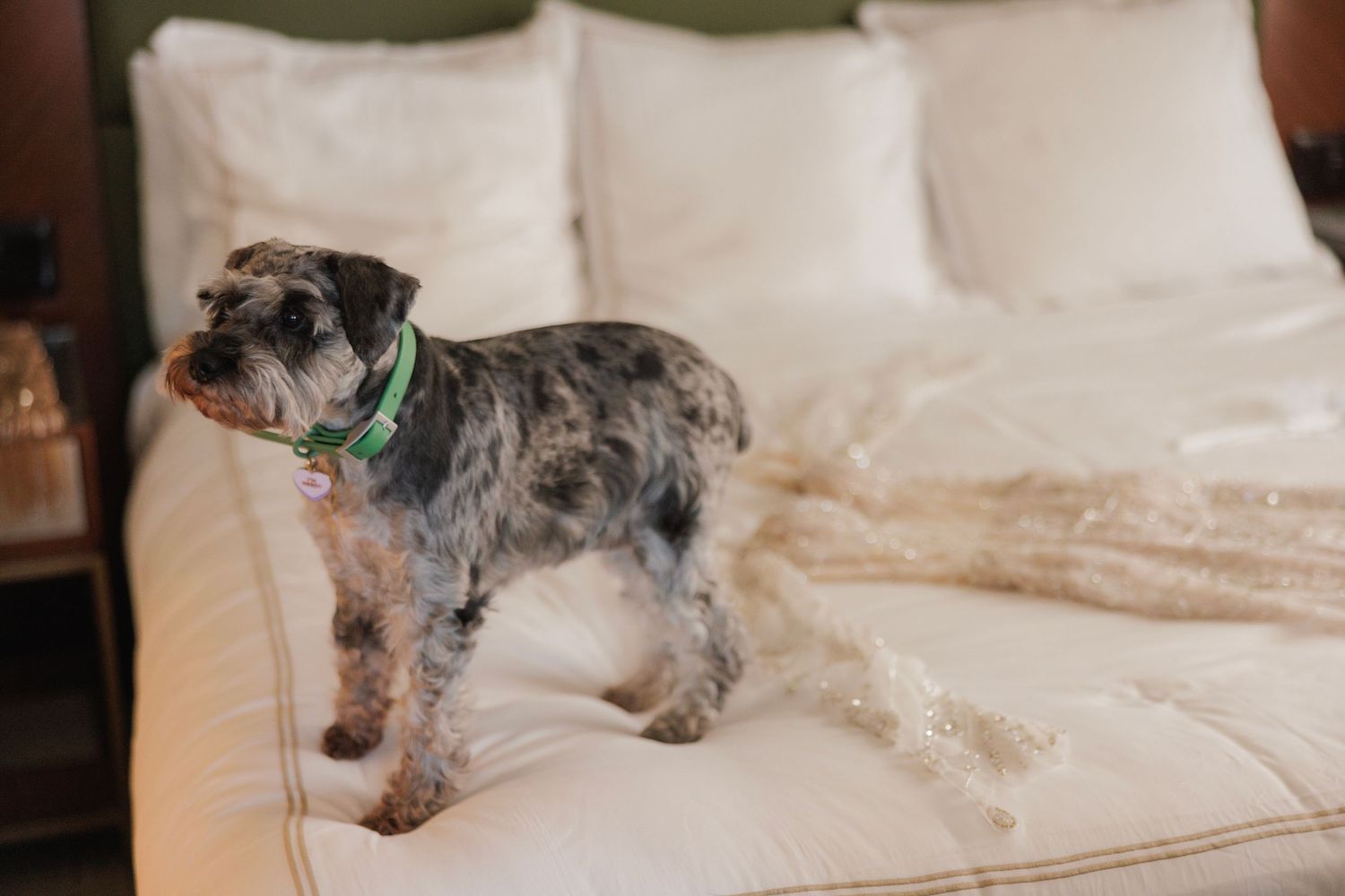 Small dog resting on white bedding and pillows in natural lighting.