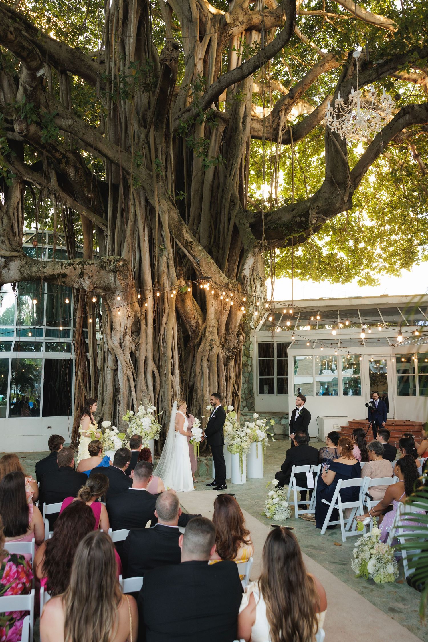 Wedding ceremony taking place outdoors under a majestic banyan tree with rows of white chairs and gathered guests.
