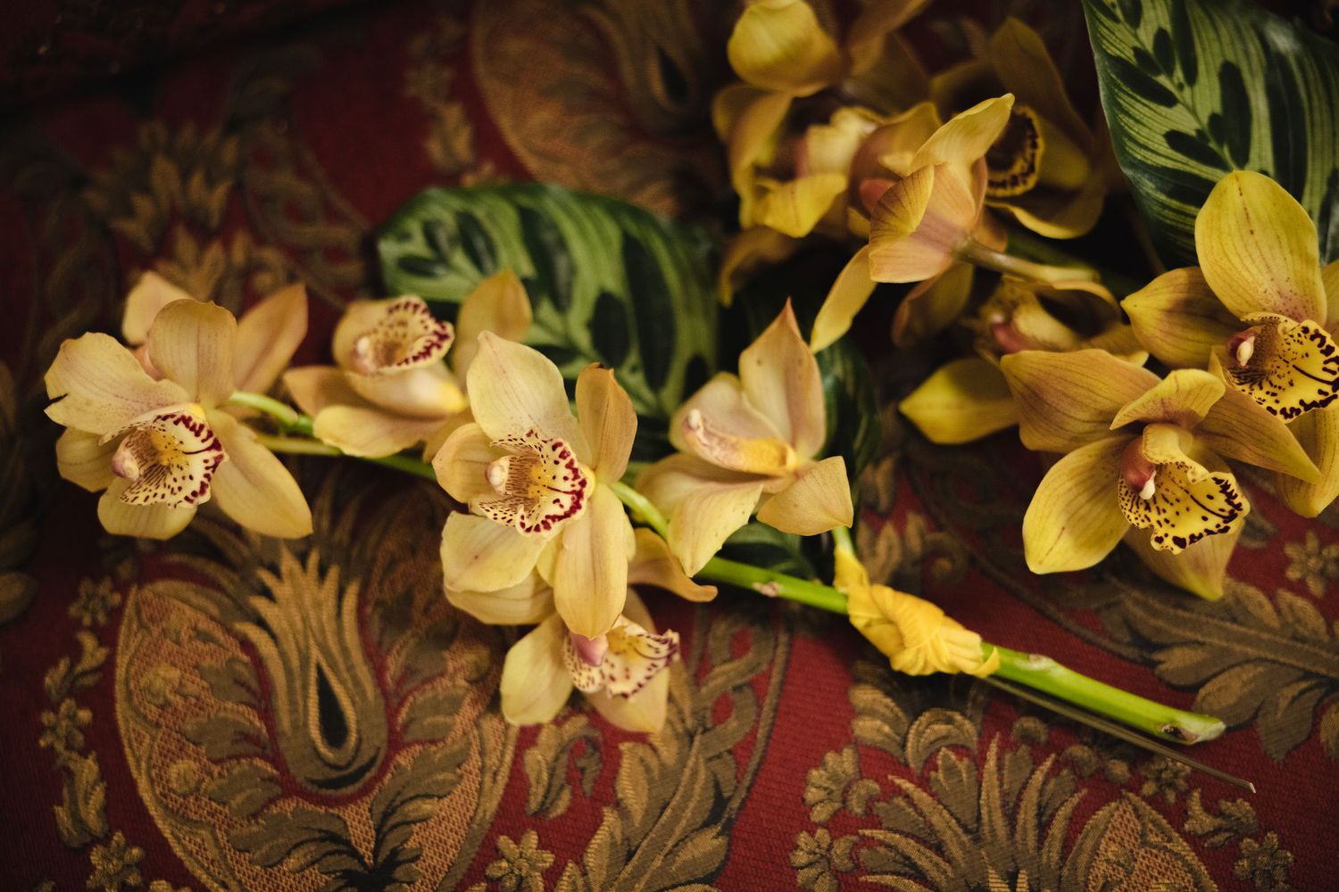 Yellow cymbidium orchid flowers bloom in dramatic lighting against a deep burgundy background.