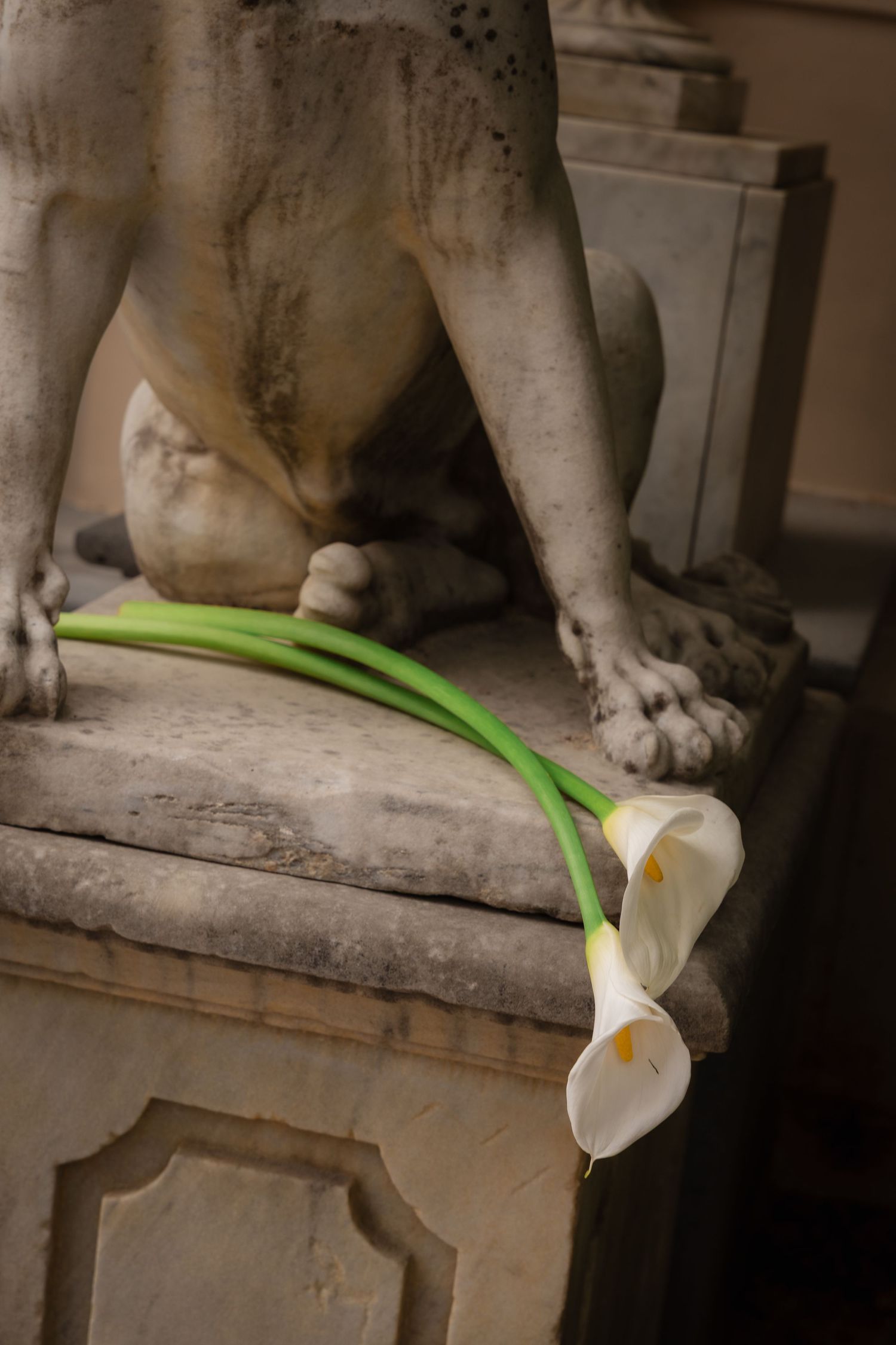 White calla lilies resting against the base of an ancient stone dog sculpture on a marble pedestal.