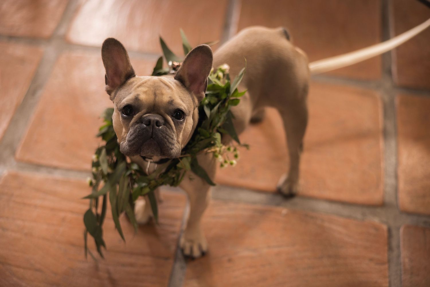 French bulldog wearing floral accessories lies on terracotta tiles at a wedding.
