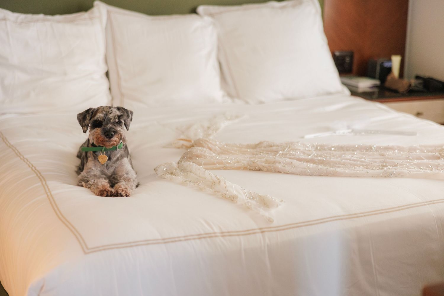 Small dog resting on white hotel bed linens with brown coffee stains.