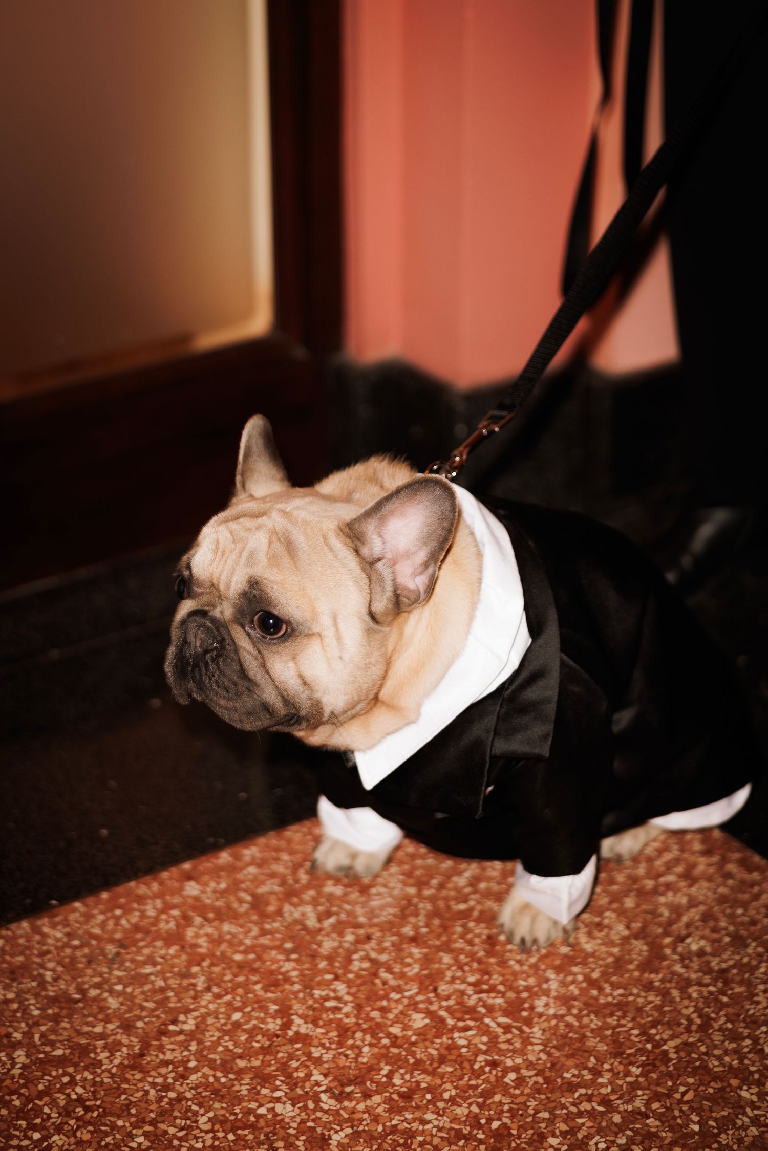 French bulldog wearing a formal black and white tuxedo outfit at a wedding event.