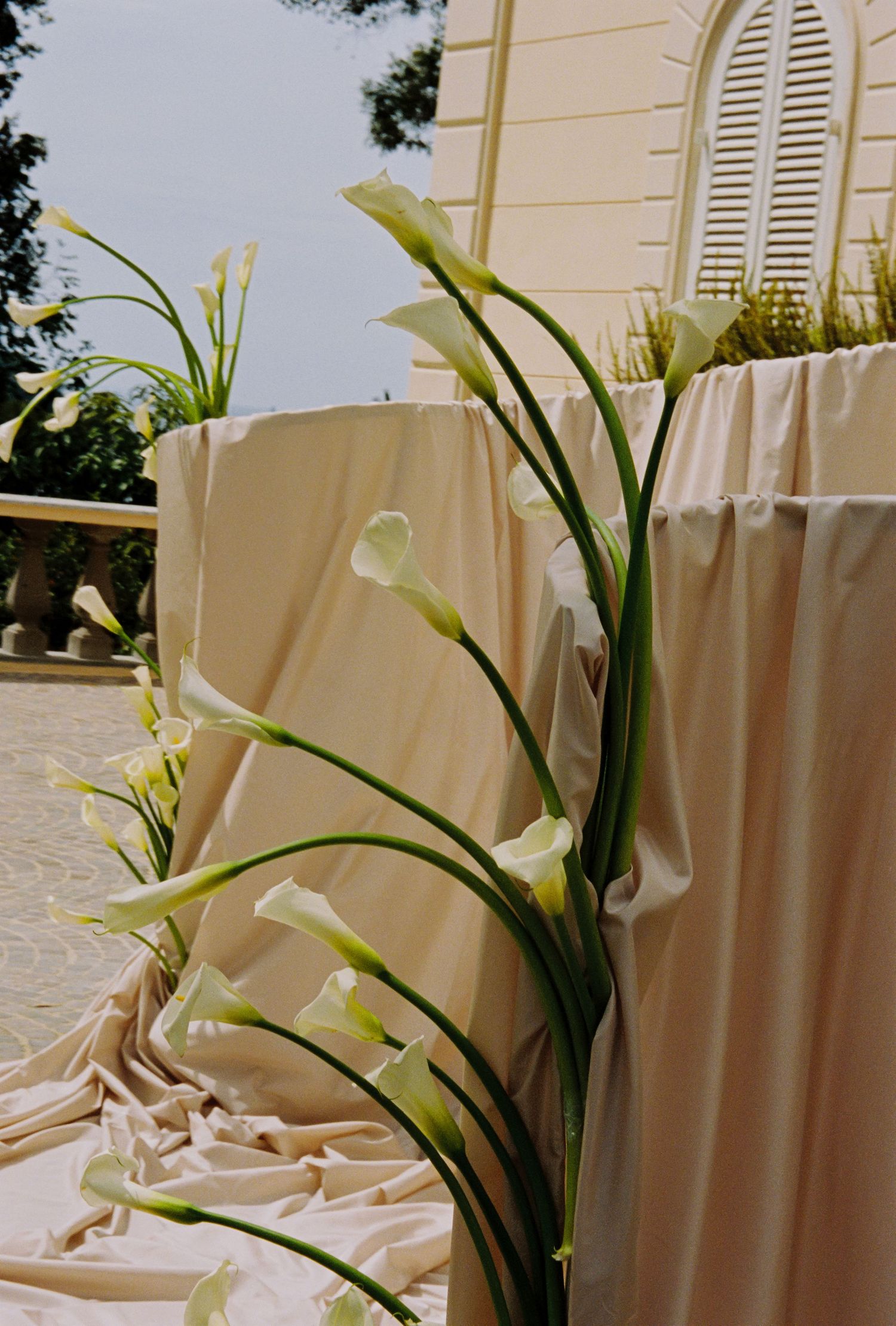 Elegant white calla lily wedding ceremony decor with flowing blush draping at an outdoor venue.