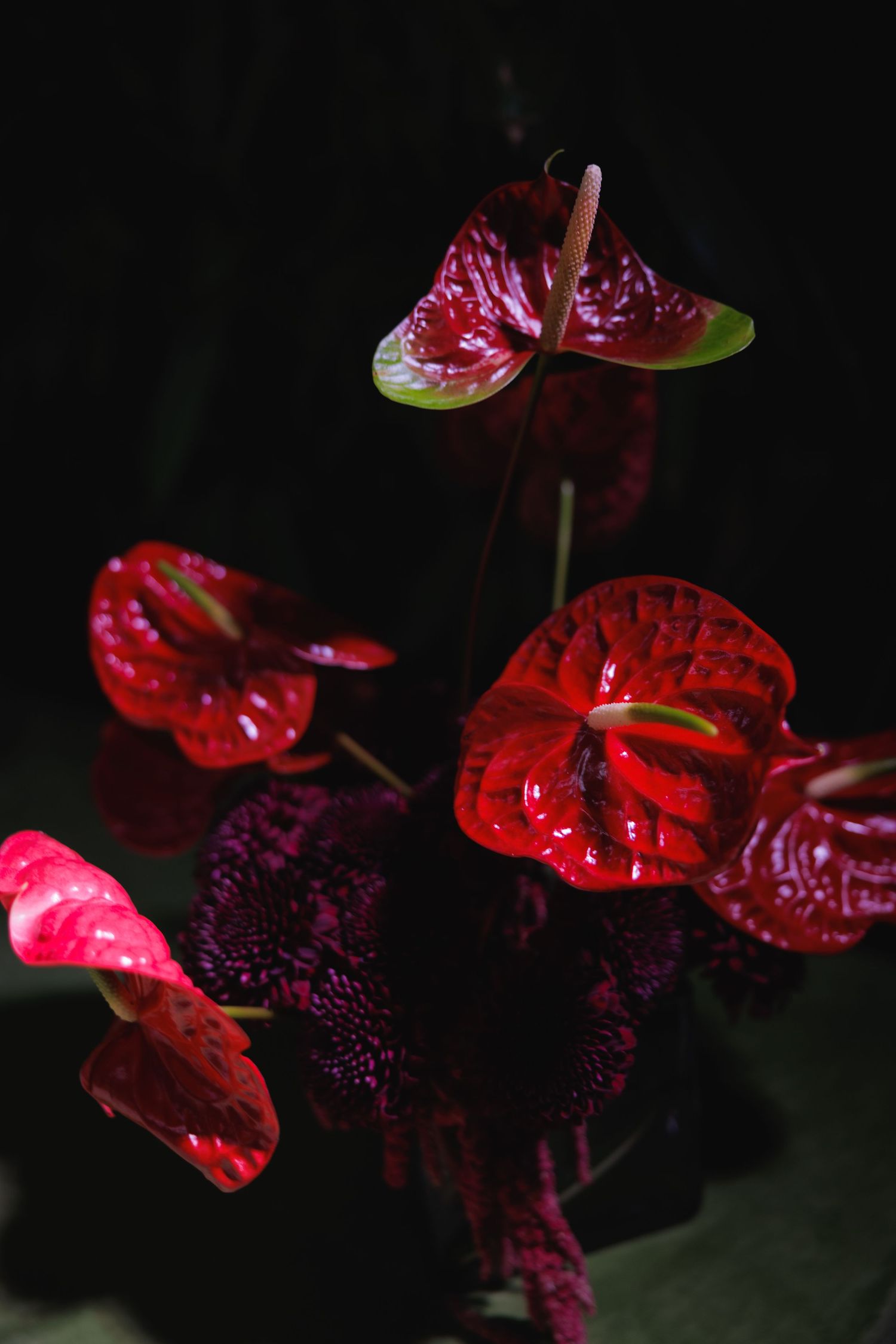 Red anthurium flowers with dark purple spadix bloom dramatically against a black background in a series of macro shots.