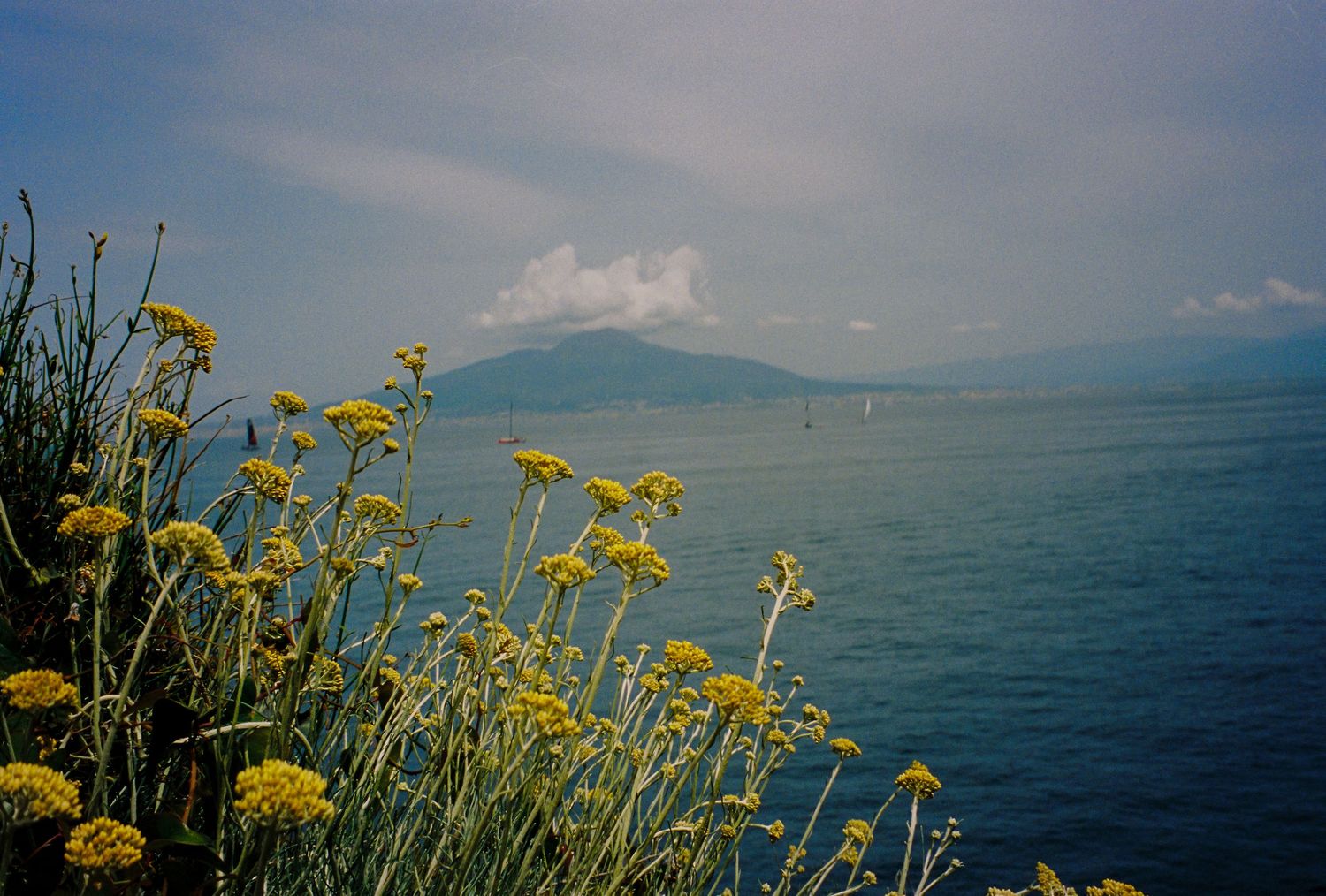 Yellow wildflowers bloom on a coastal cliff overlooking a calm blue sea with a misty mountain island in the background.