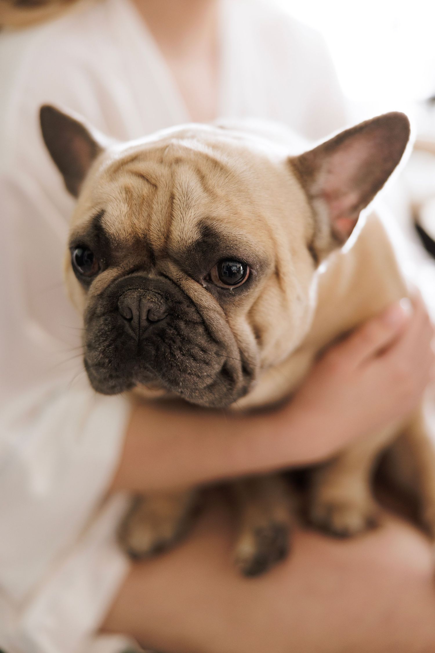 Close-up series of a French Bulldog's expressive face showing different angles and expressions.