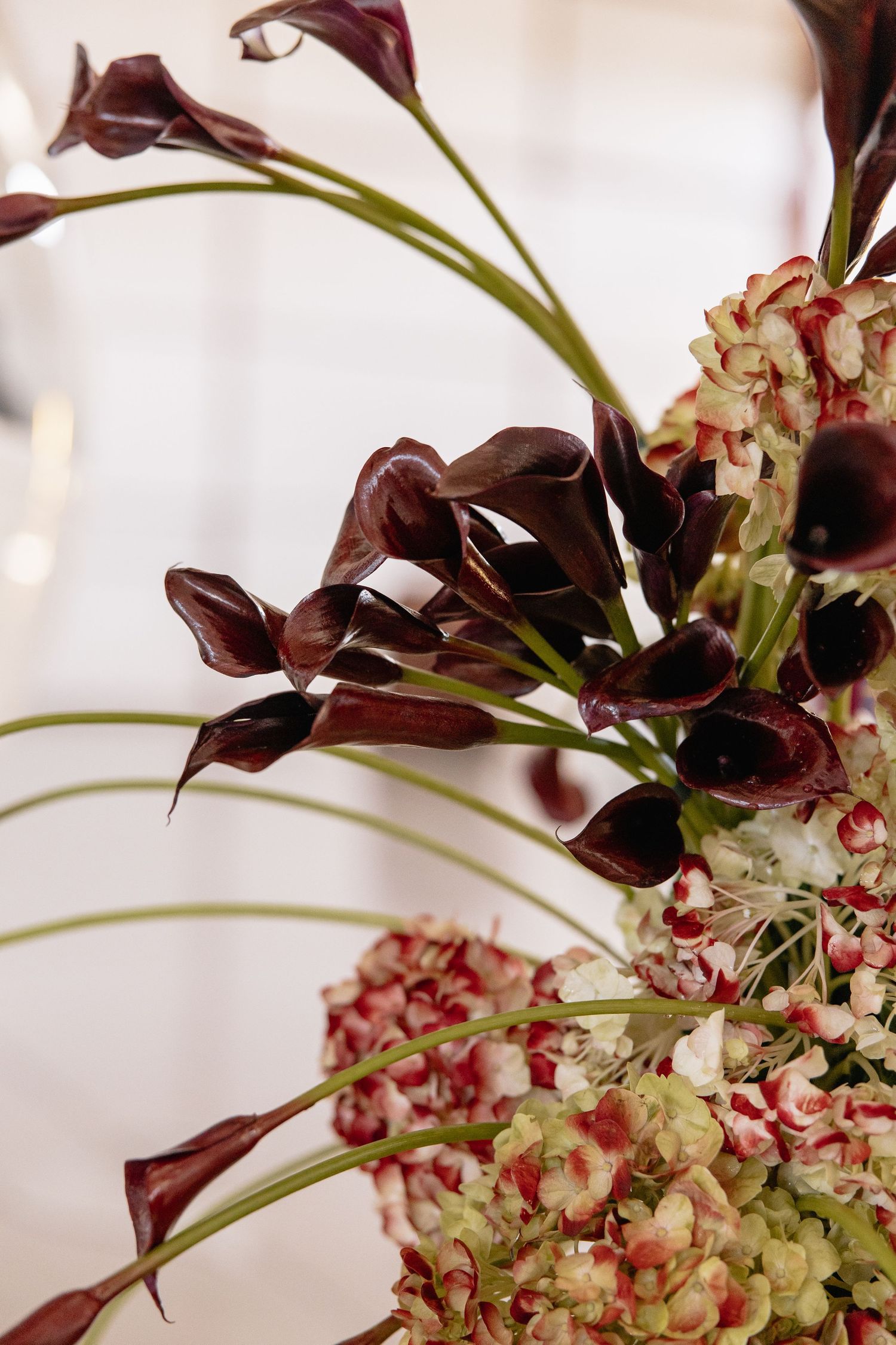 Dark burgundy calla lilies and cream hydrangeas in an elegant floral arrangement against a soft blurred background.