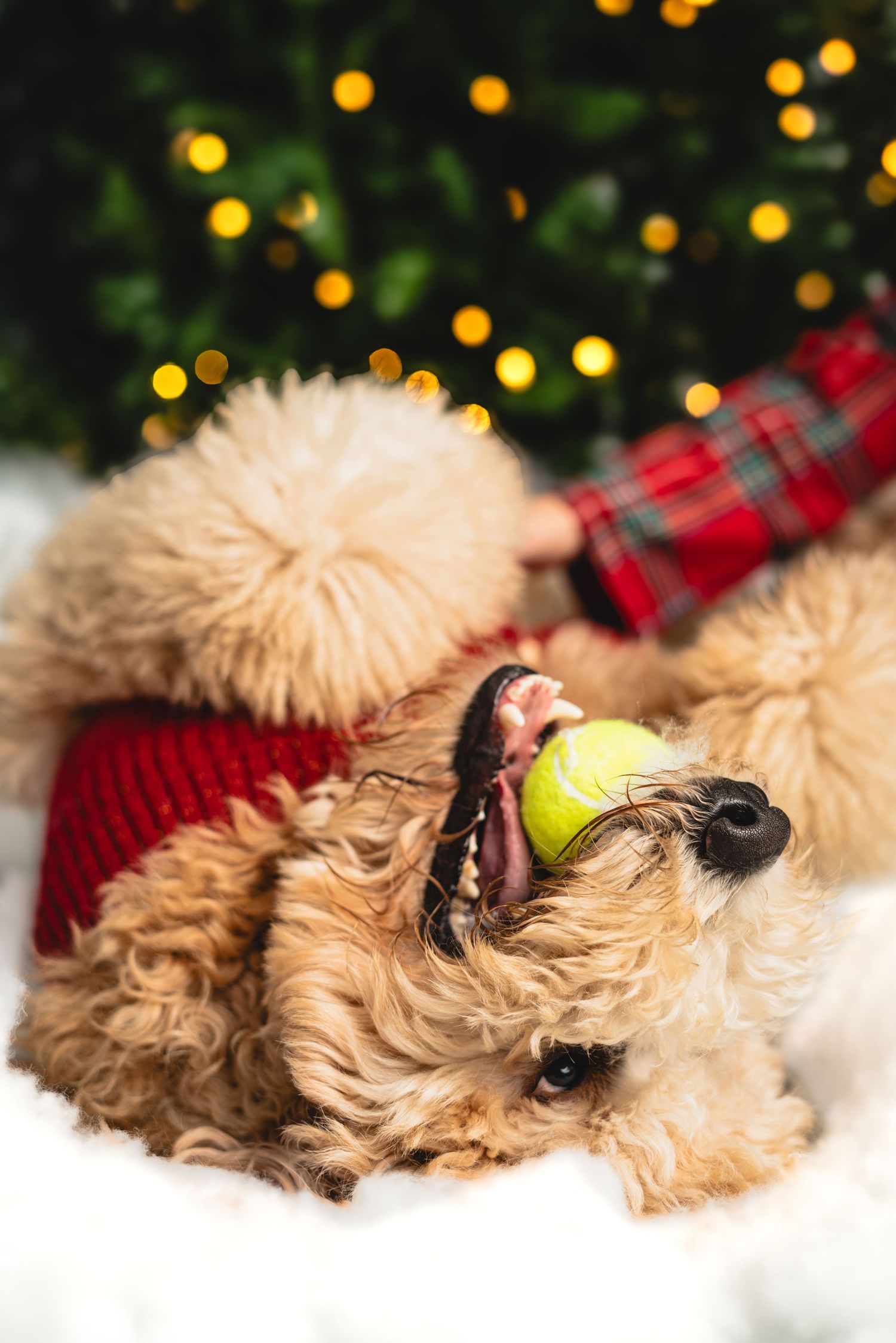 A fluffy goldendoodle dog lies on a white blanket playing with a yellow tennis ball near red plaid decor.
