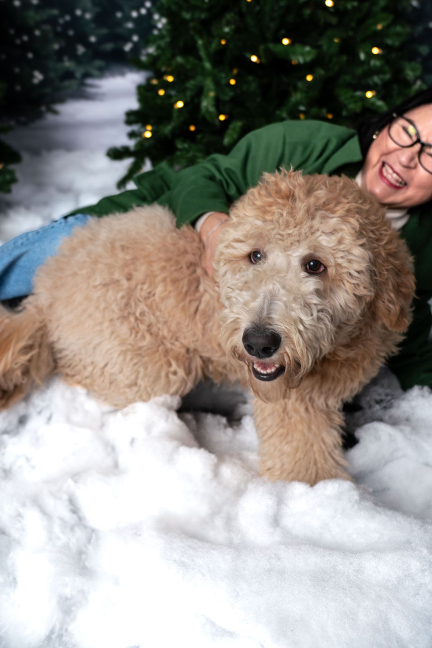 Fluffy goldendoodle dog laying in snow with Christmas lights twinkling in the background.