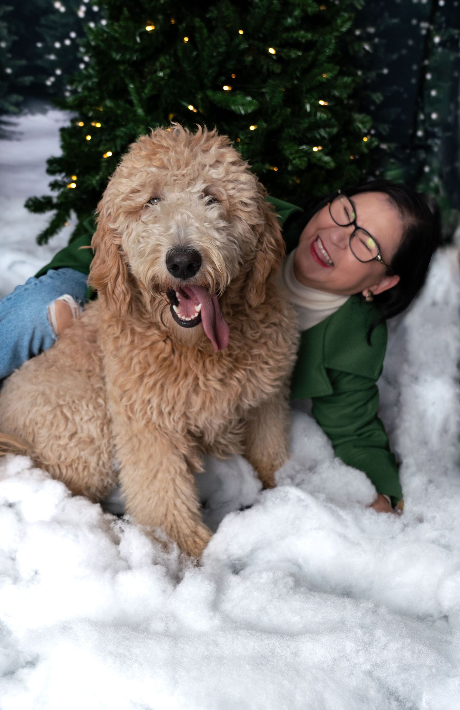 Happy goldendoodle playing in artificial snow with Christmas lights twinkling in background.