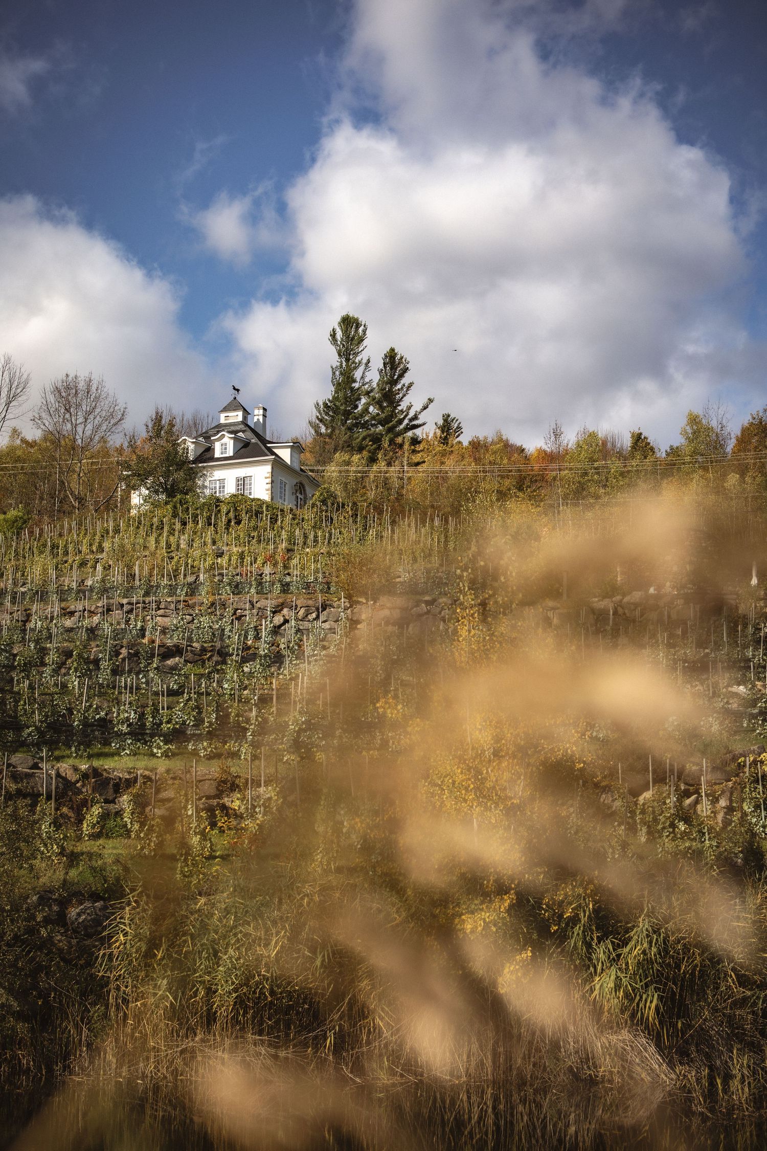 A panoramic view of a hilltop vineyard with a white lighthouse-style building visible against cloudy autumn skies.