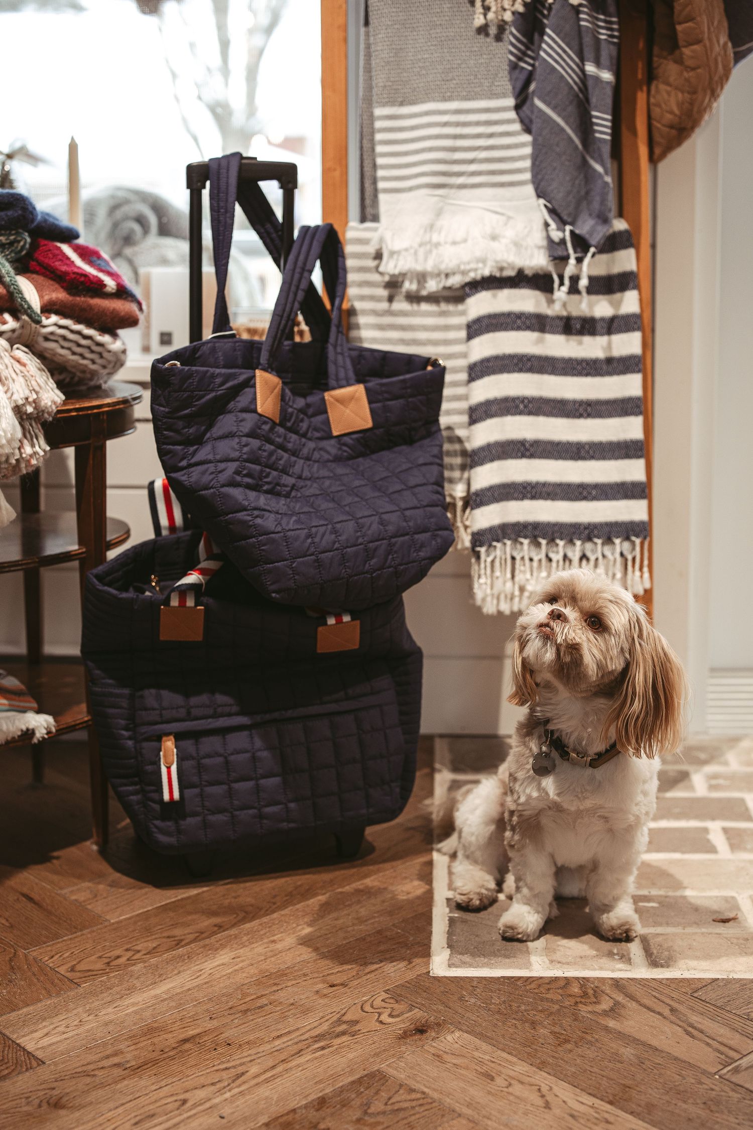 Small fluffy dog sitting next to navy quilted bags on hardwood floor in boutique setting.
