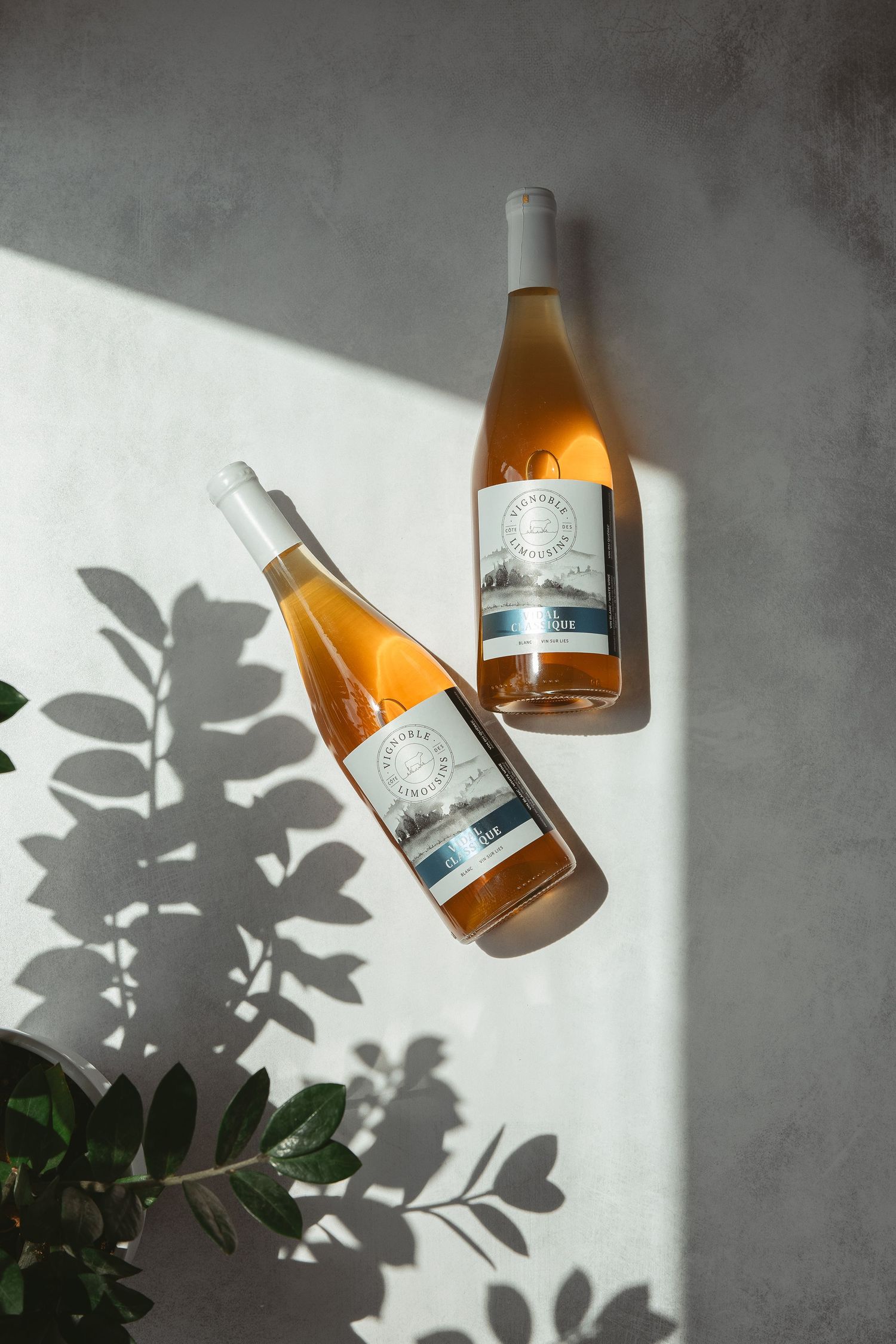 Bottles casting dramatic shadows on a gray wall with plant leaves creating artistic silhouettes.