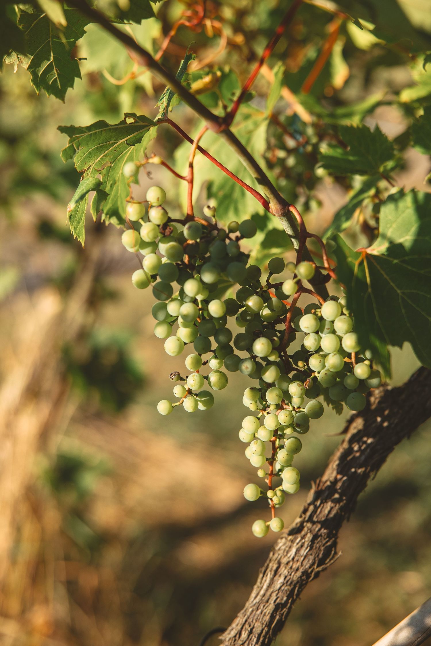 Close-up of green wine grapes growing on gnarled vineyard vine.