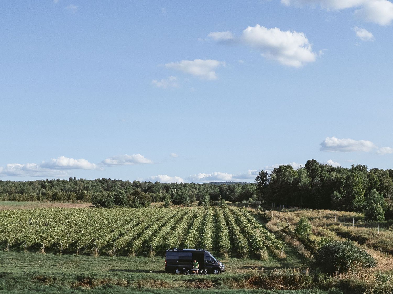 Vineyard rows stretching across rolling hills under blue summer sky.